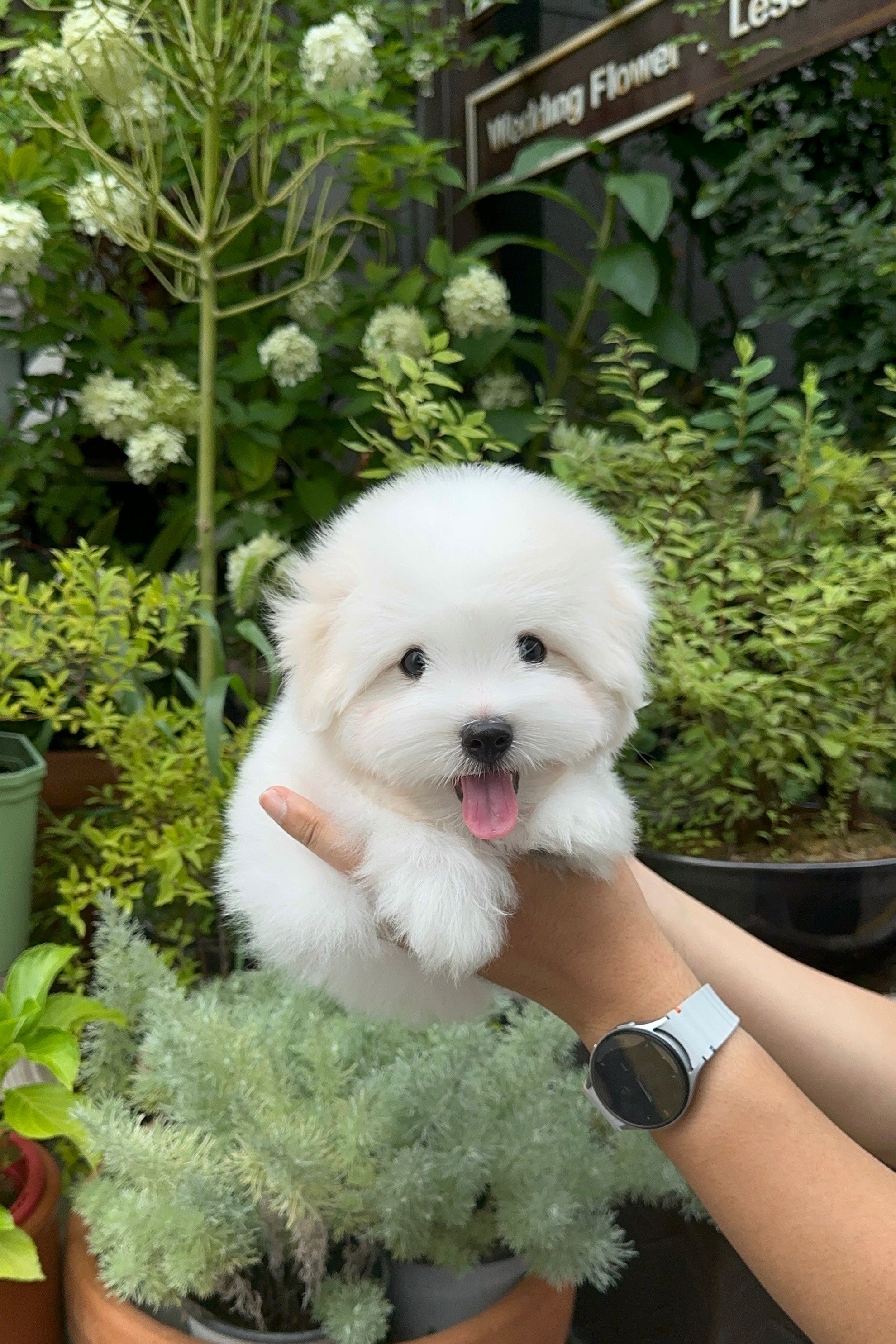 LEO - MALE (COTON DE TULEAR)