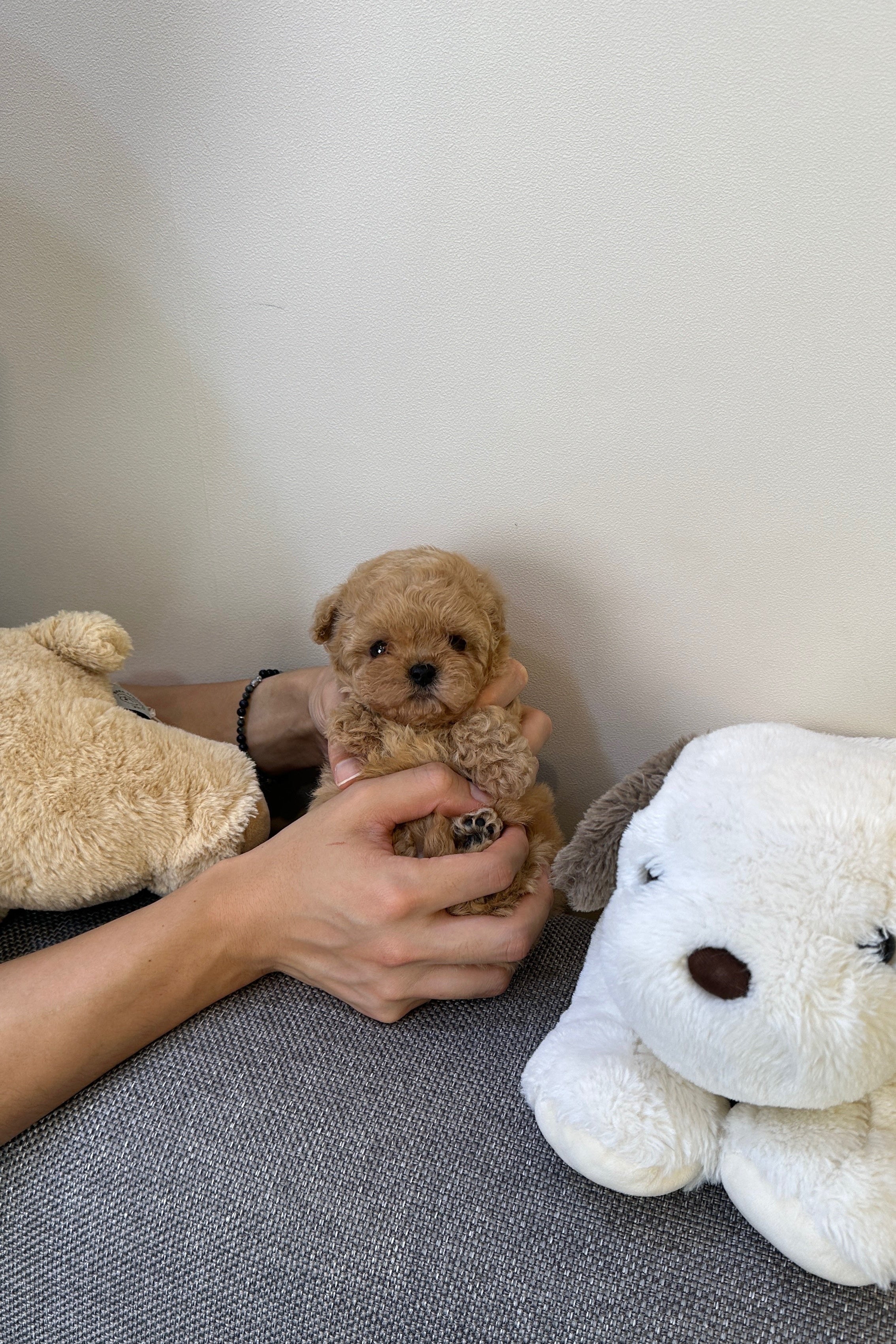 JOY - FEMALE (MALTIPOO)