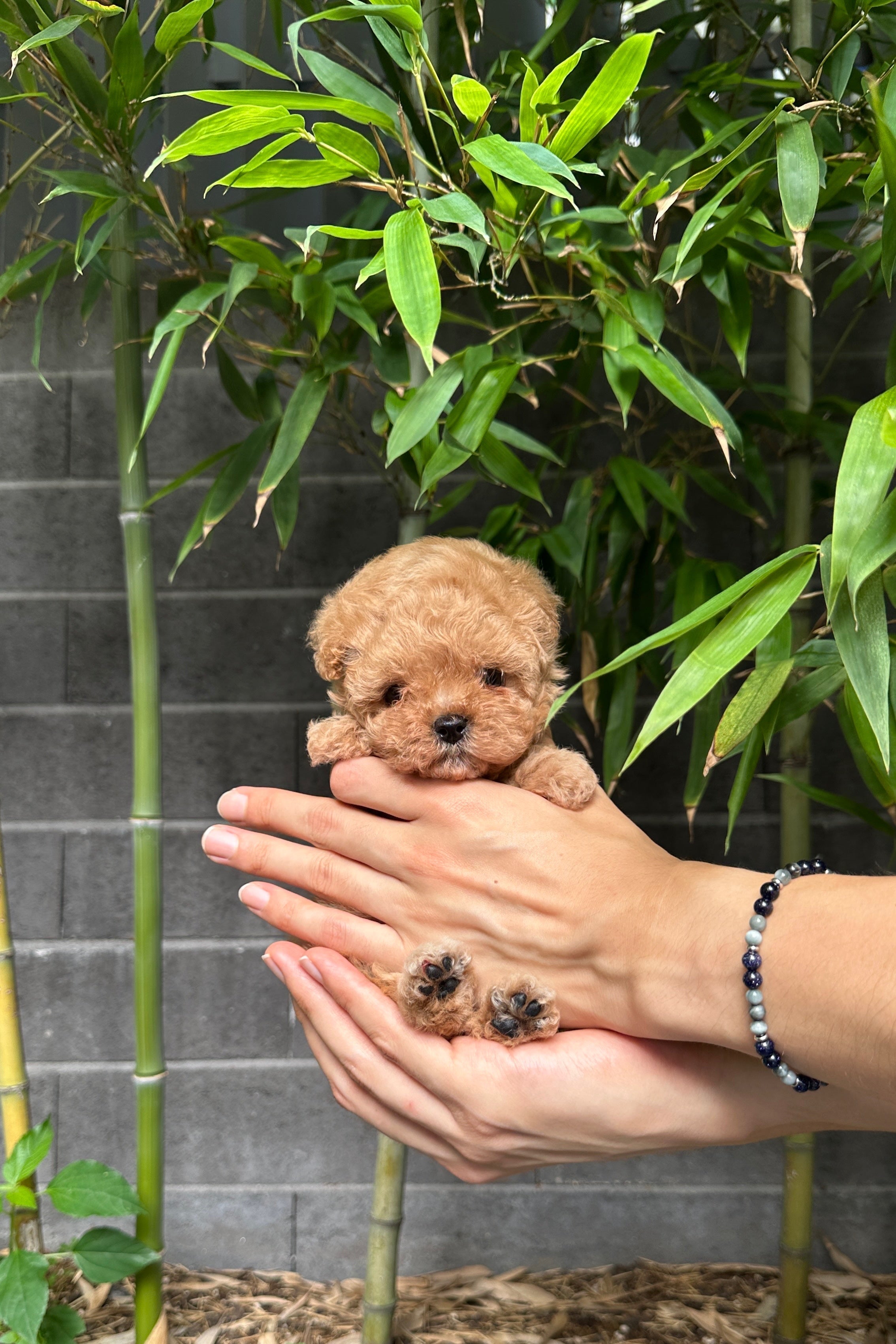 JOY - FEMALE (MALTIPOO)