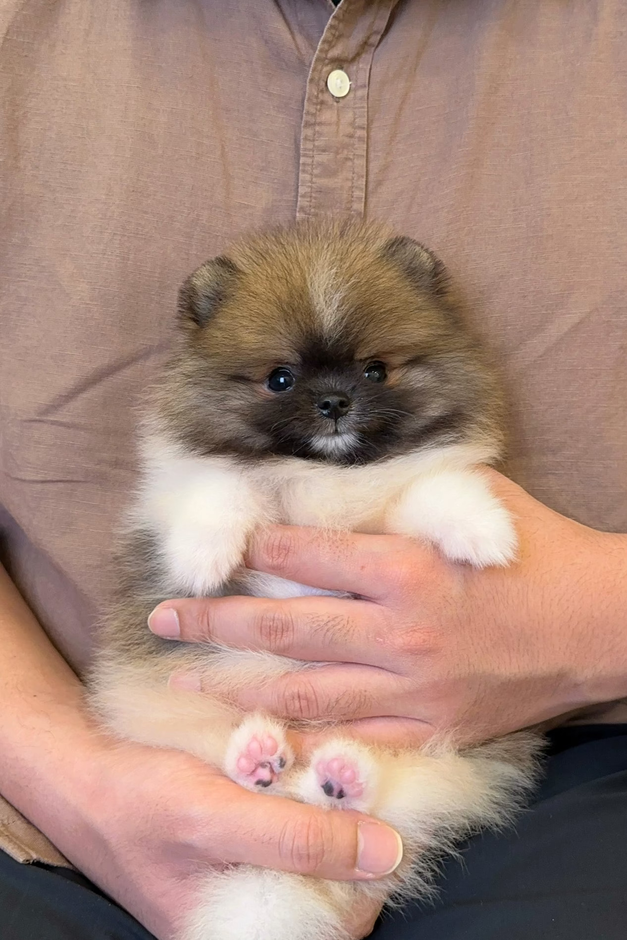 BAM - MALE (POMERANIAN)