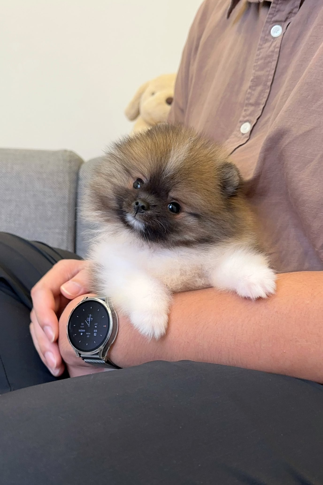 BAM - MALE (POMERANIAN)