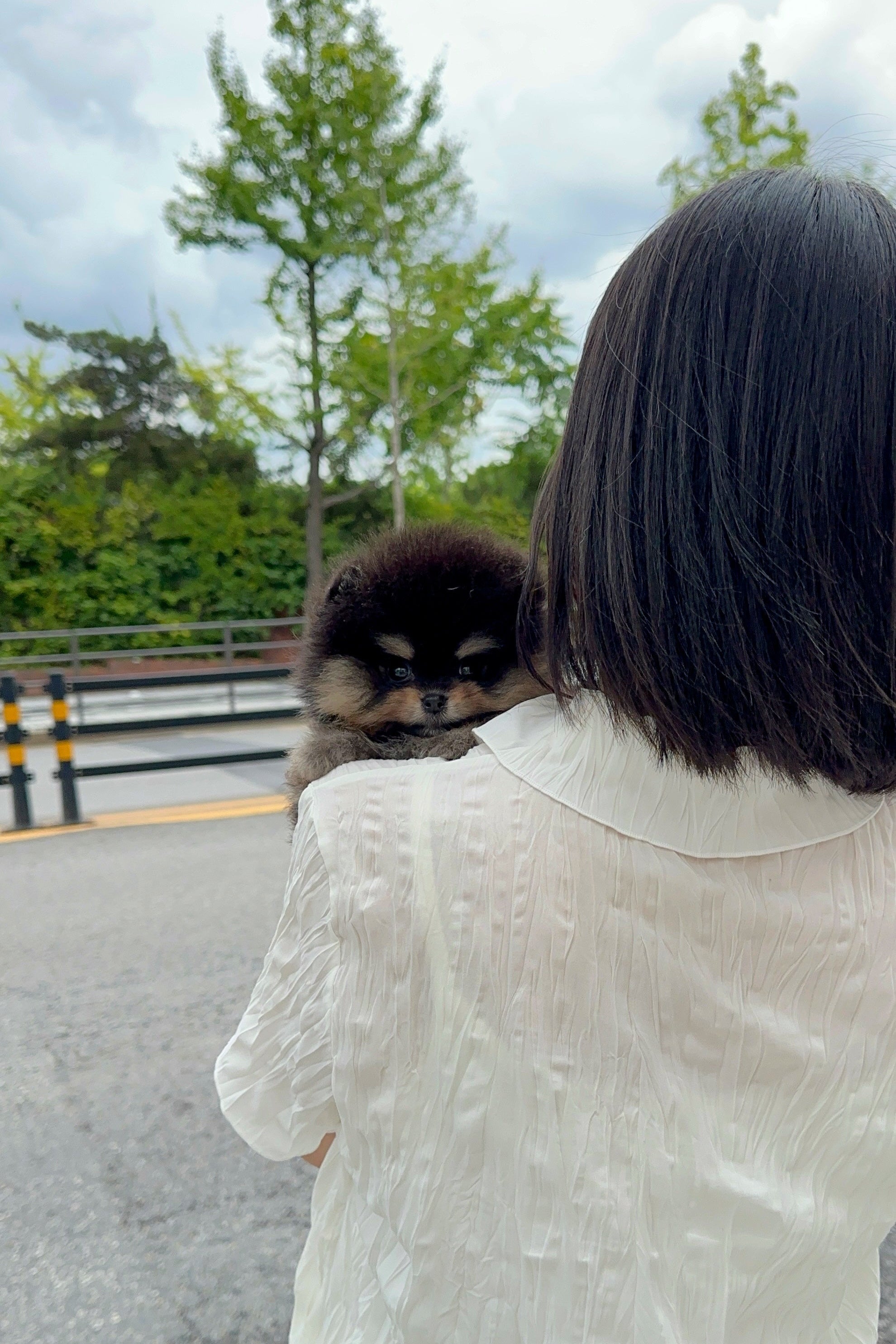 KKAMI - MALE (POMERANIAN)