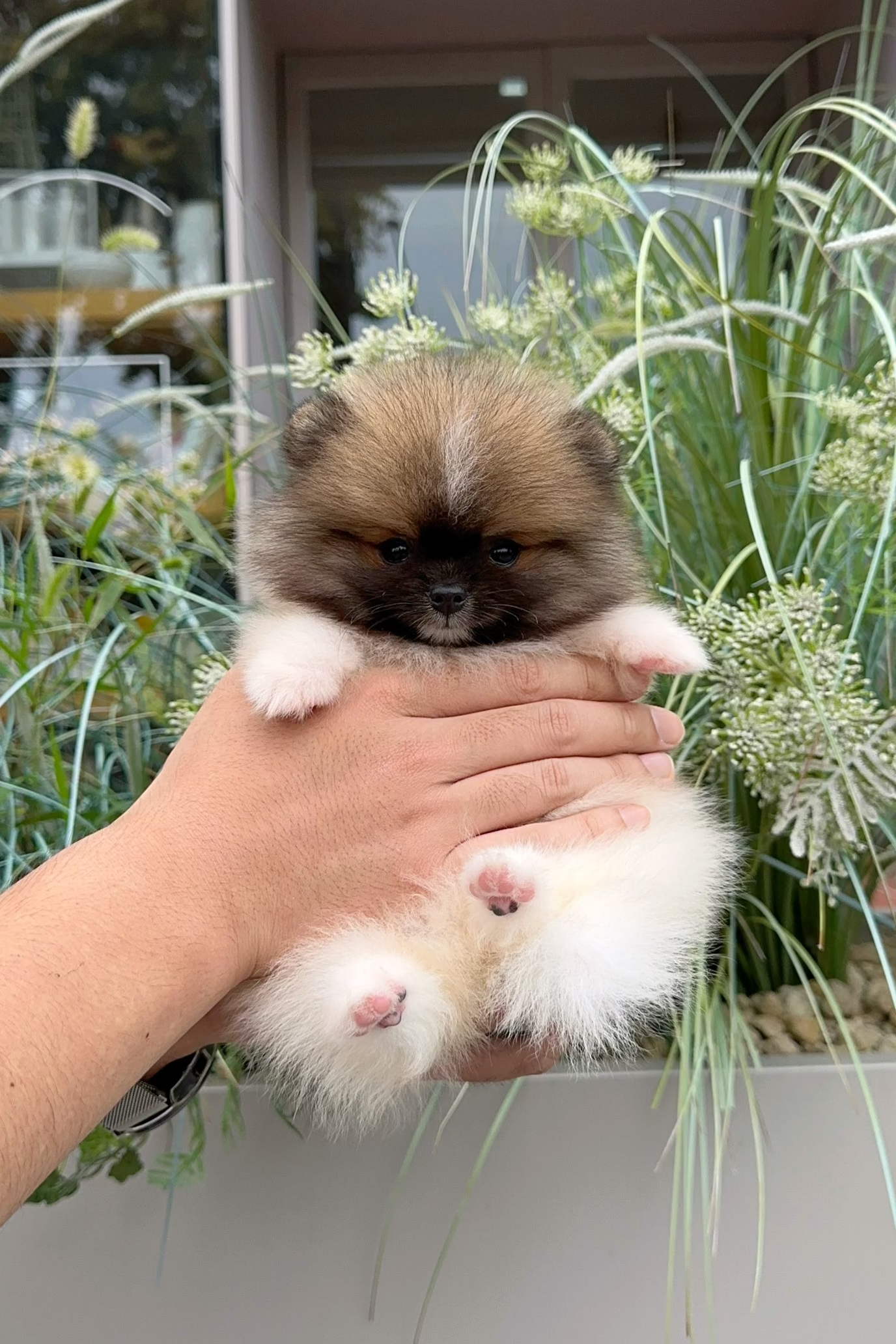 BAM - MALE (POMERANIAN)