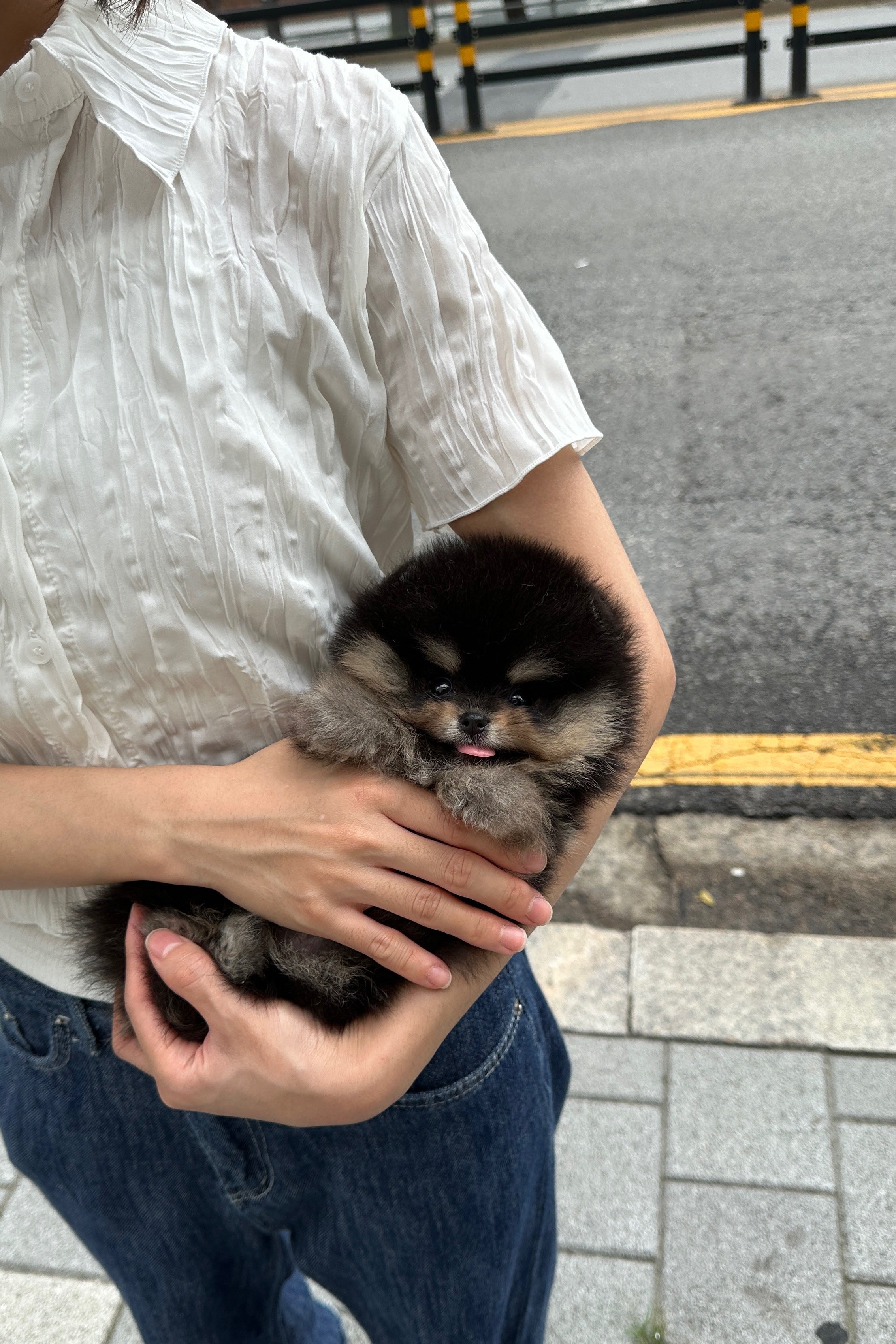 KKAMI - MALE (POMERANIAN)