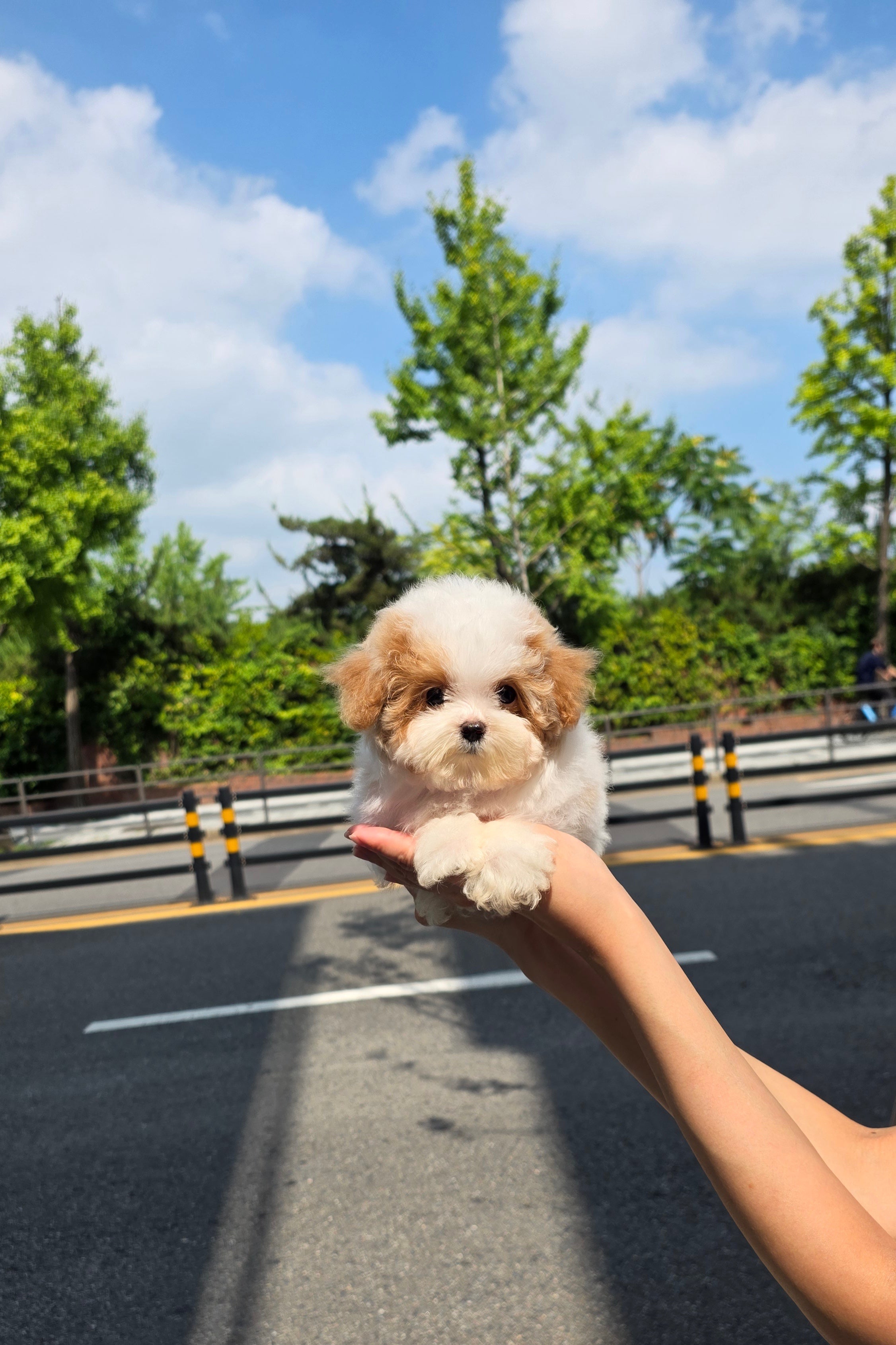 COCO - FEMALE (MALTIPOO)