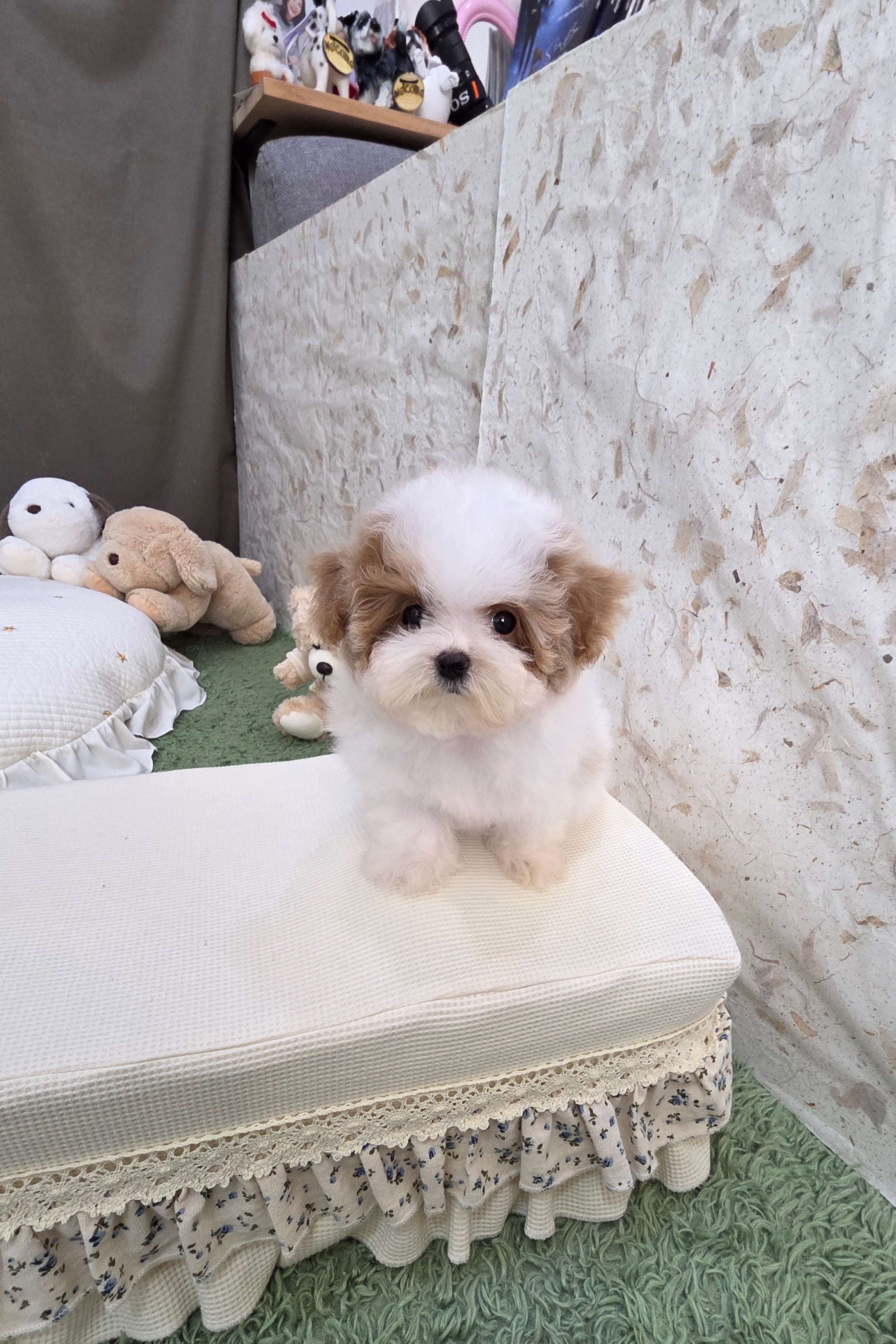 COCO - FEMALE (MALTIPOO)