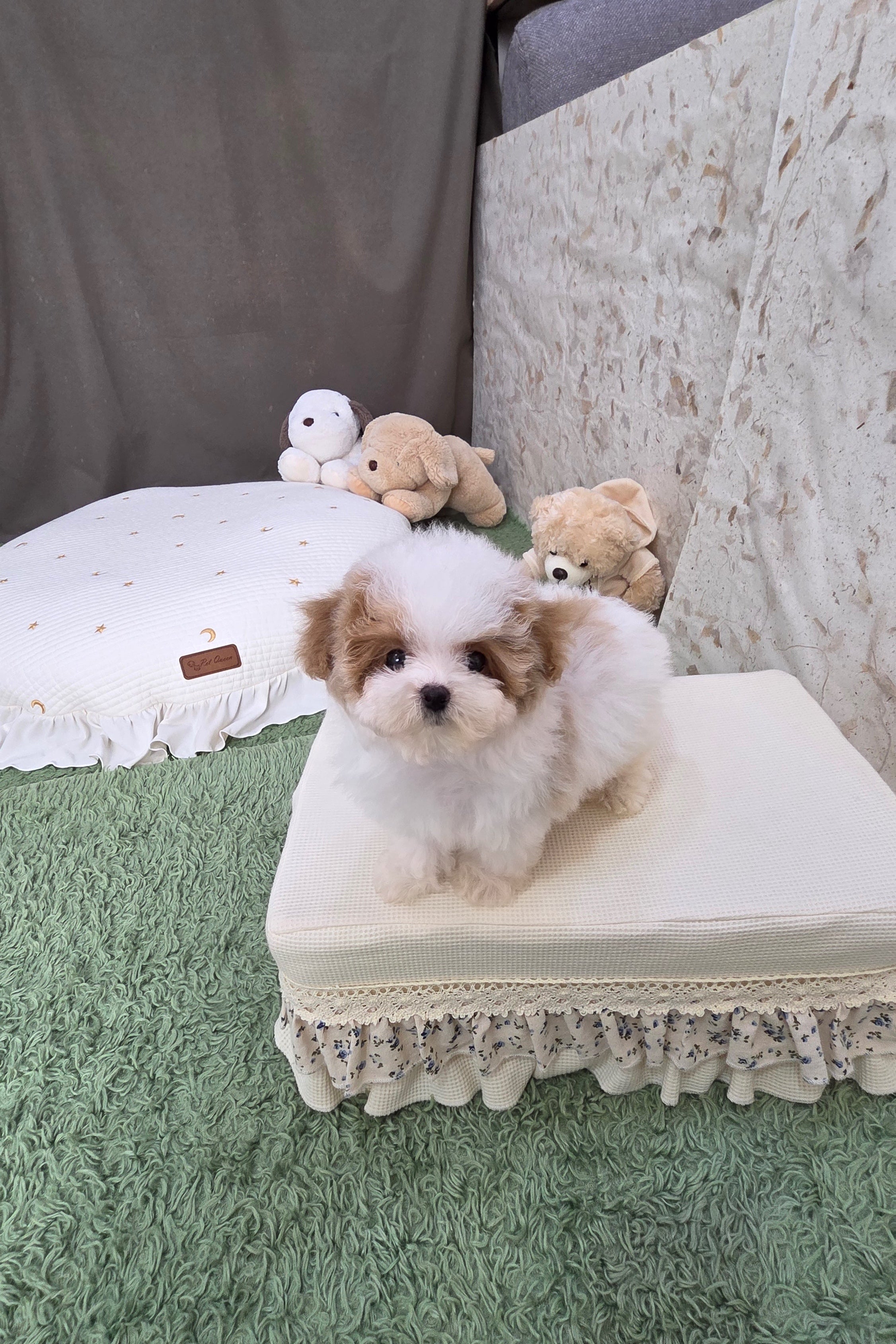 COCO - FEMALE (MALTIPOO)