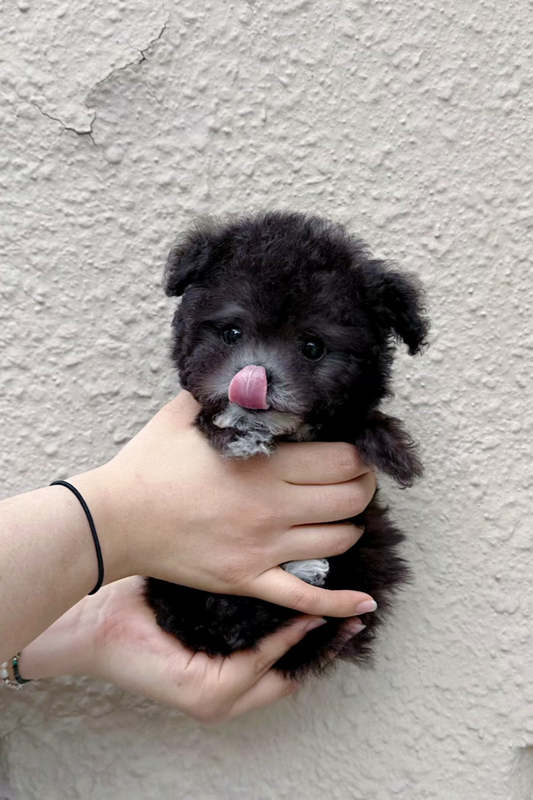 BROOK - MALE (TINY POODLE)