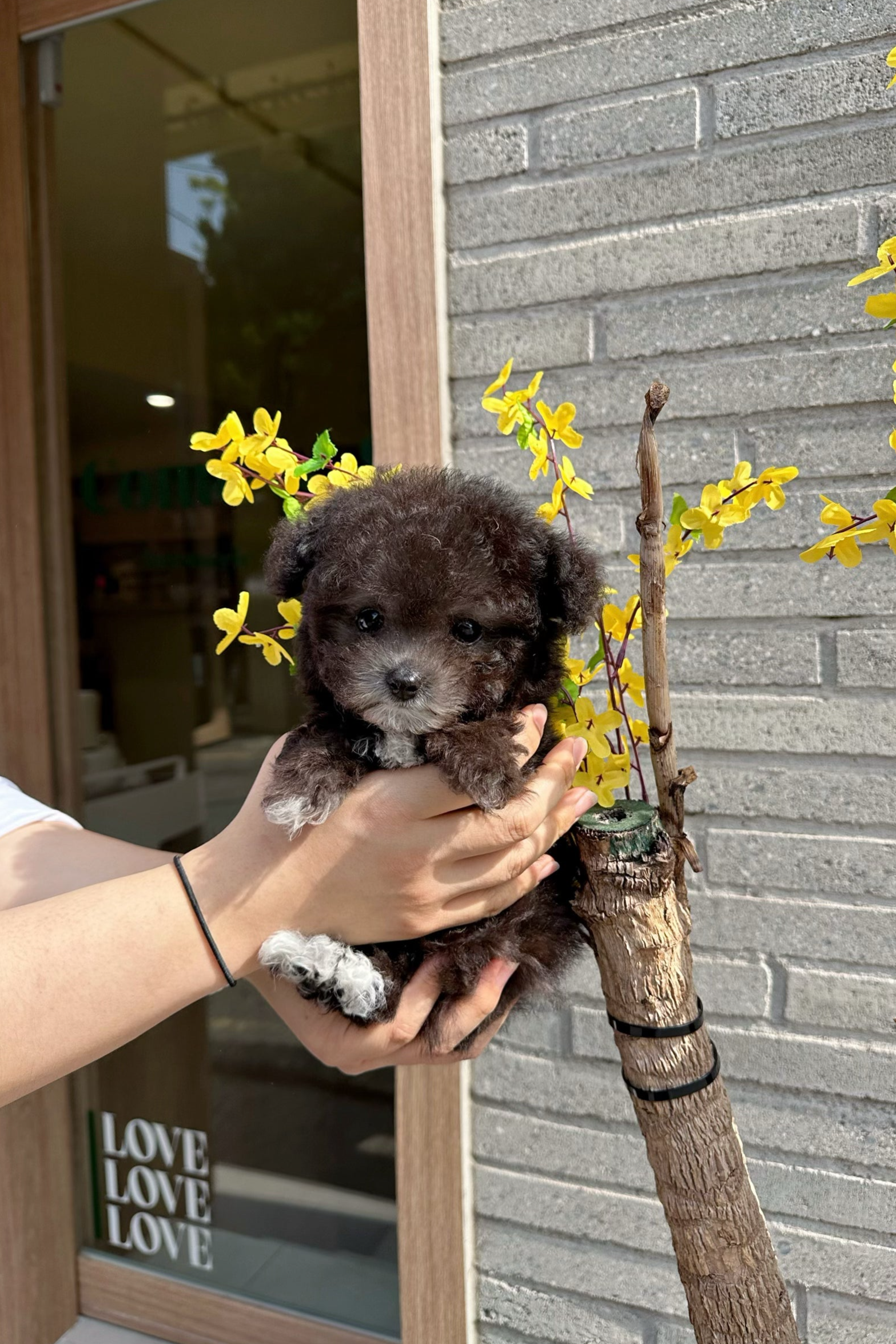 BROOK - MALE (TINY POODLE)