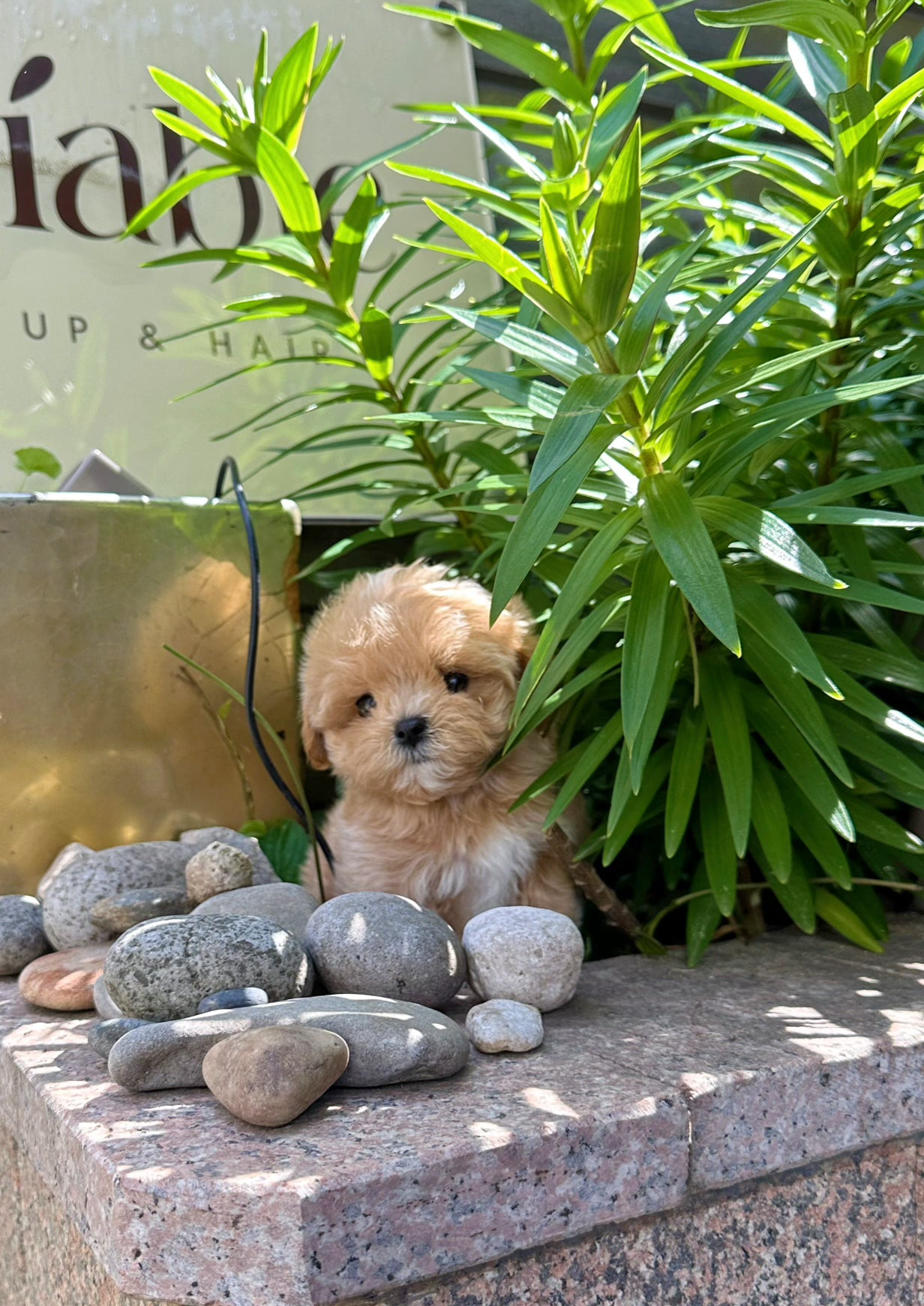 COCO - MALE (MALTIPOO)