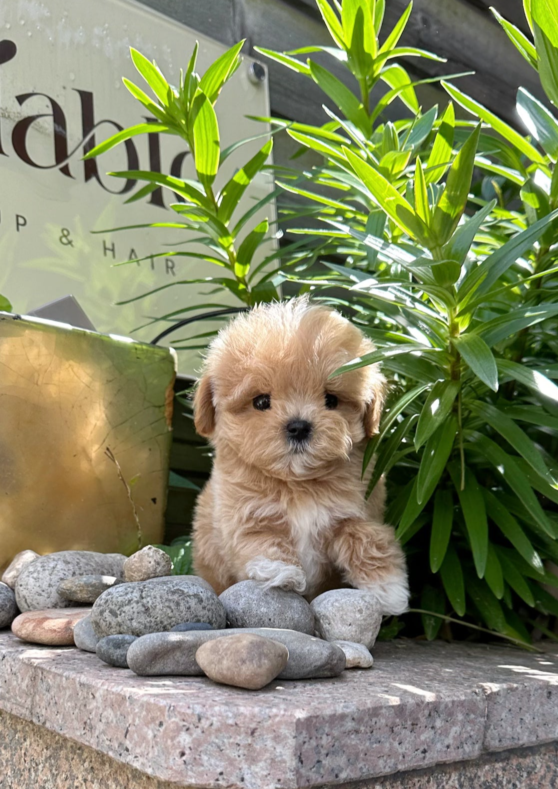 COCO - MALE (MALTIPOO)