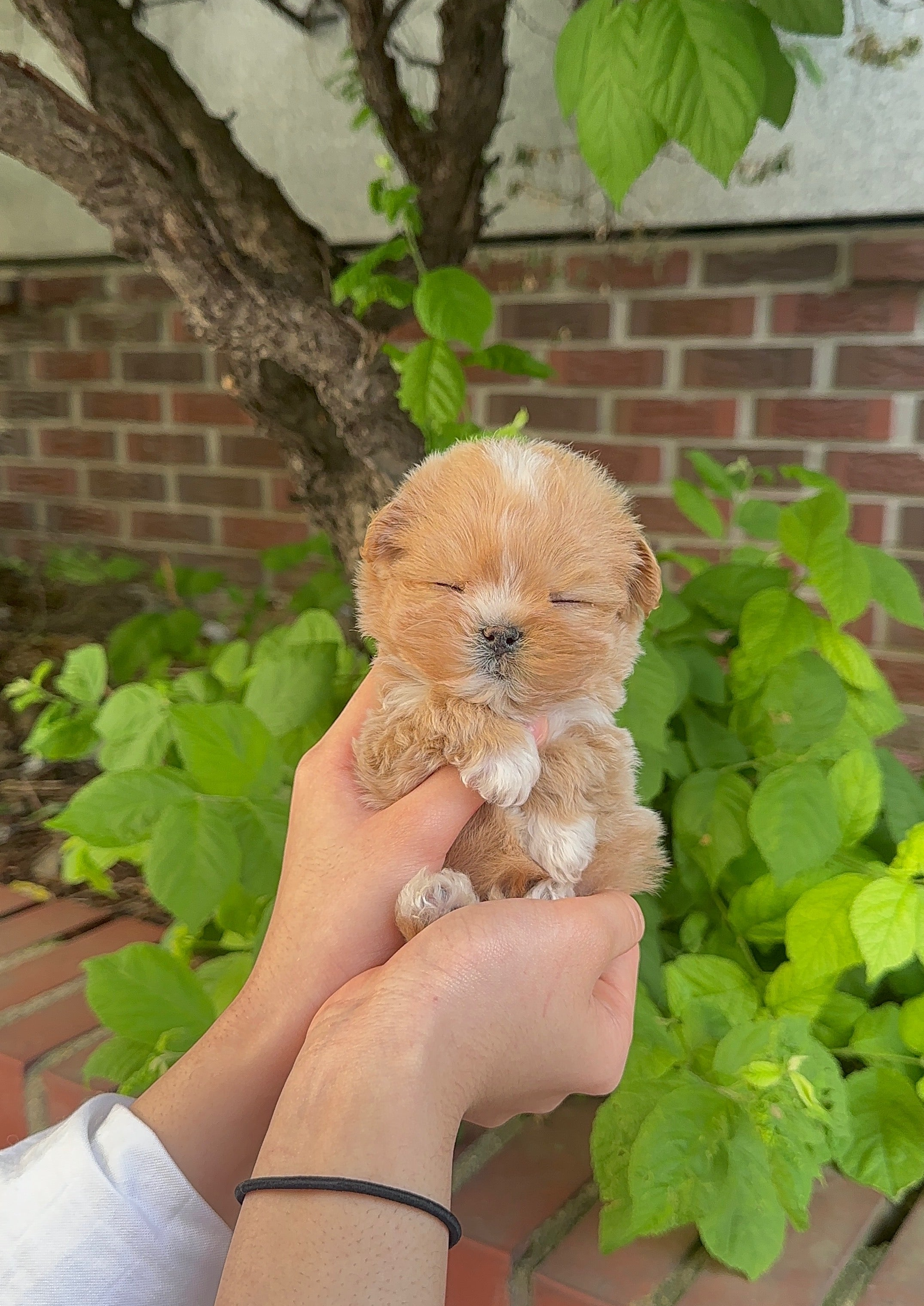 PEANUT - MALE (MALTIPOO)