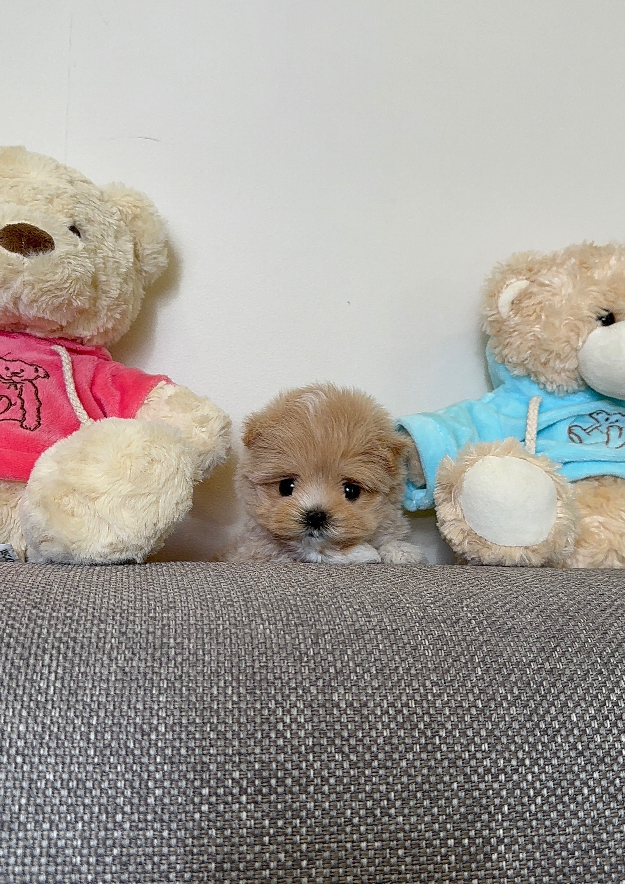 CASHEW - FEMALE (MALTIPOO)