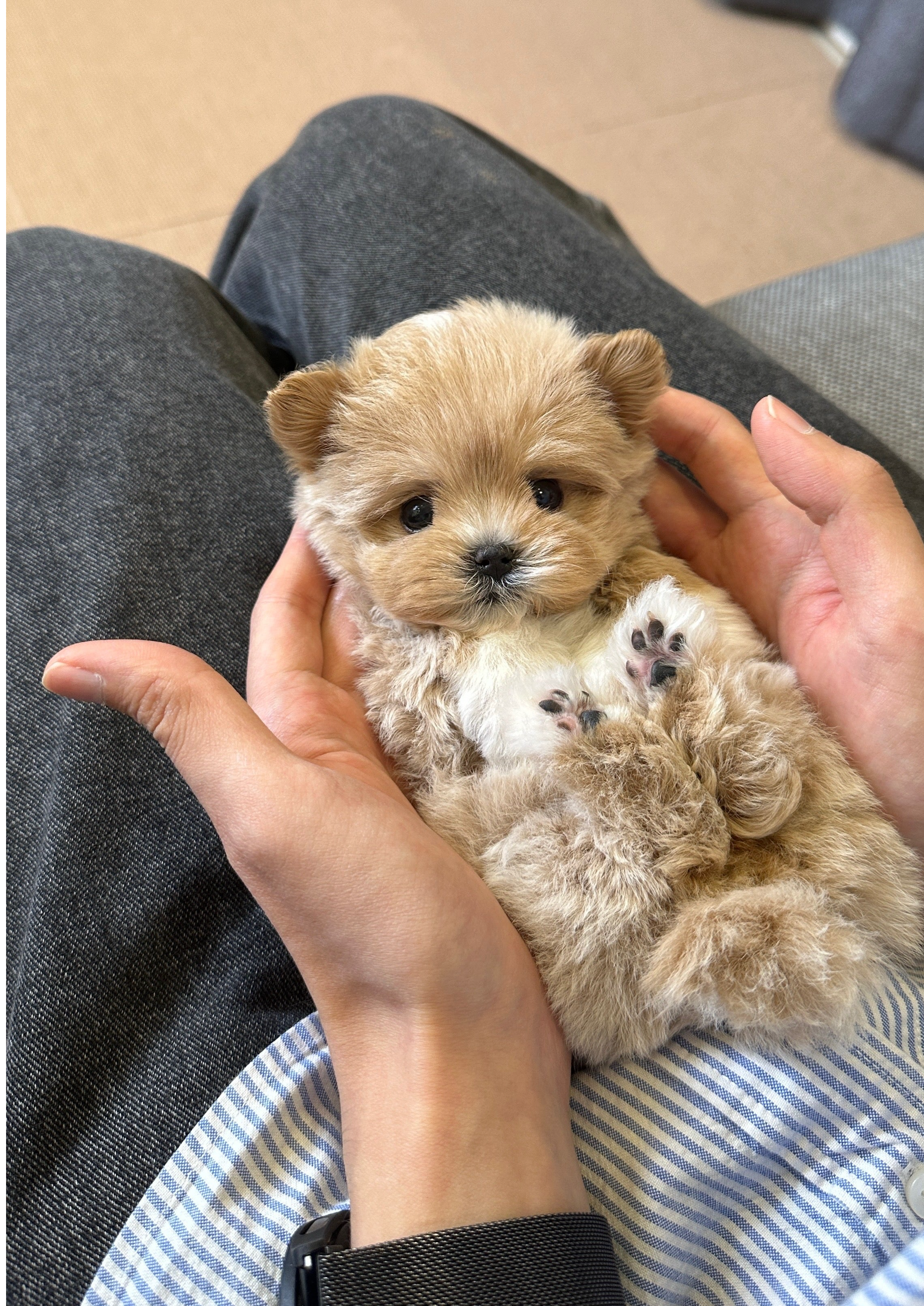 CASHEW - FEMALE (MALTIPOO)