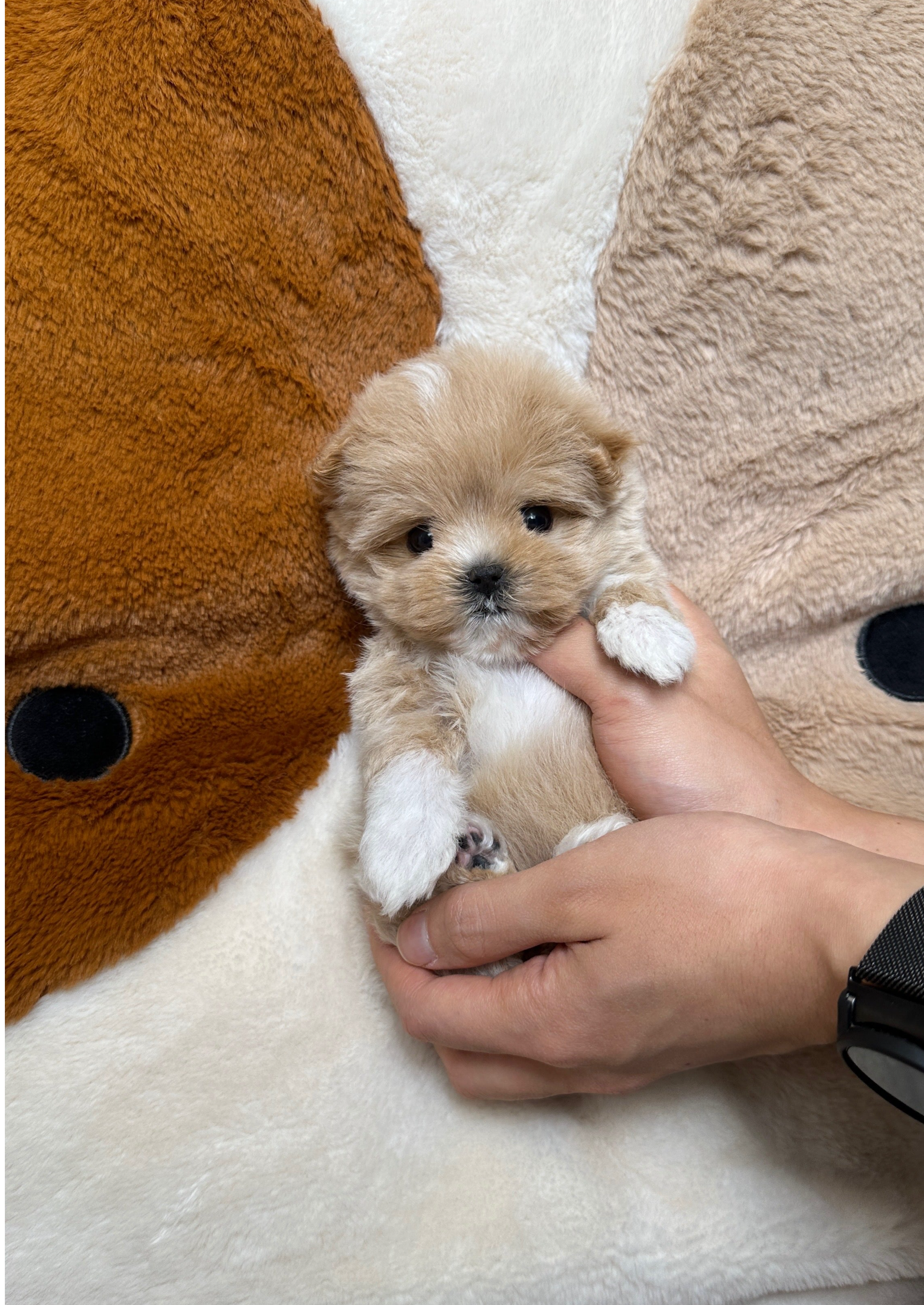 CASHEW - FEMALE (MALTIPOO)