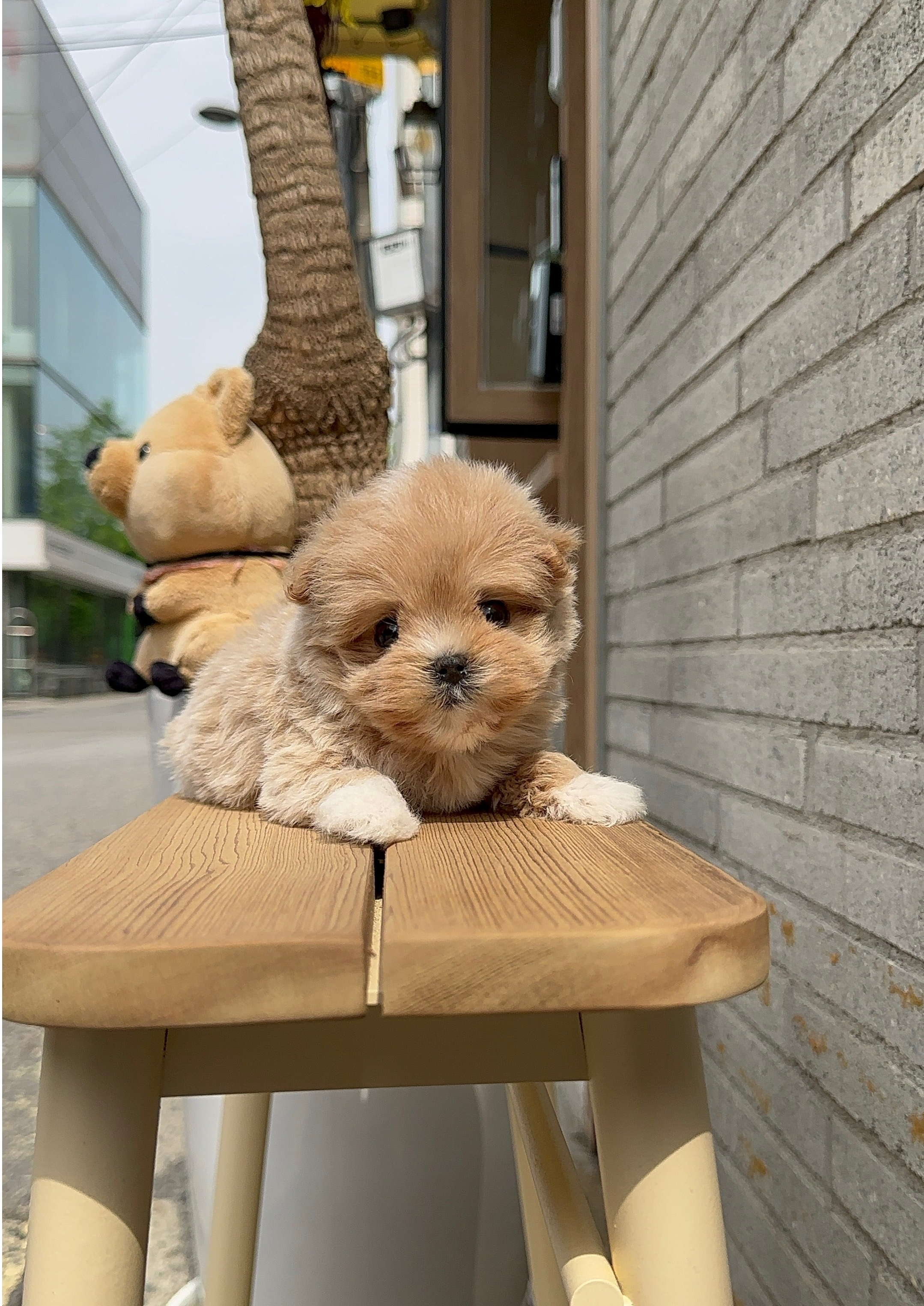 CASHEW - FEMALE (MALTIPOO)