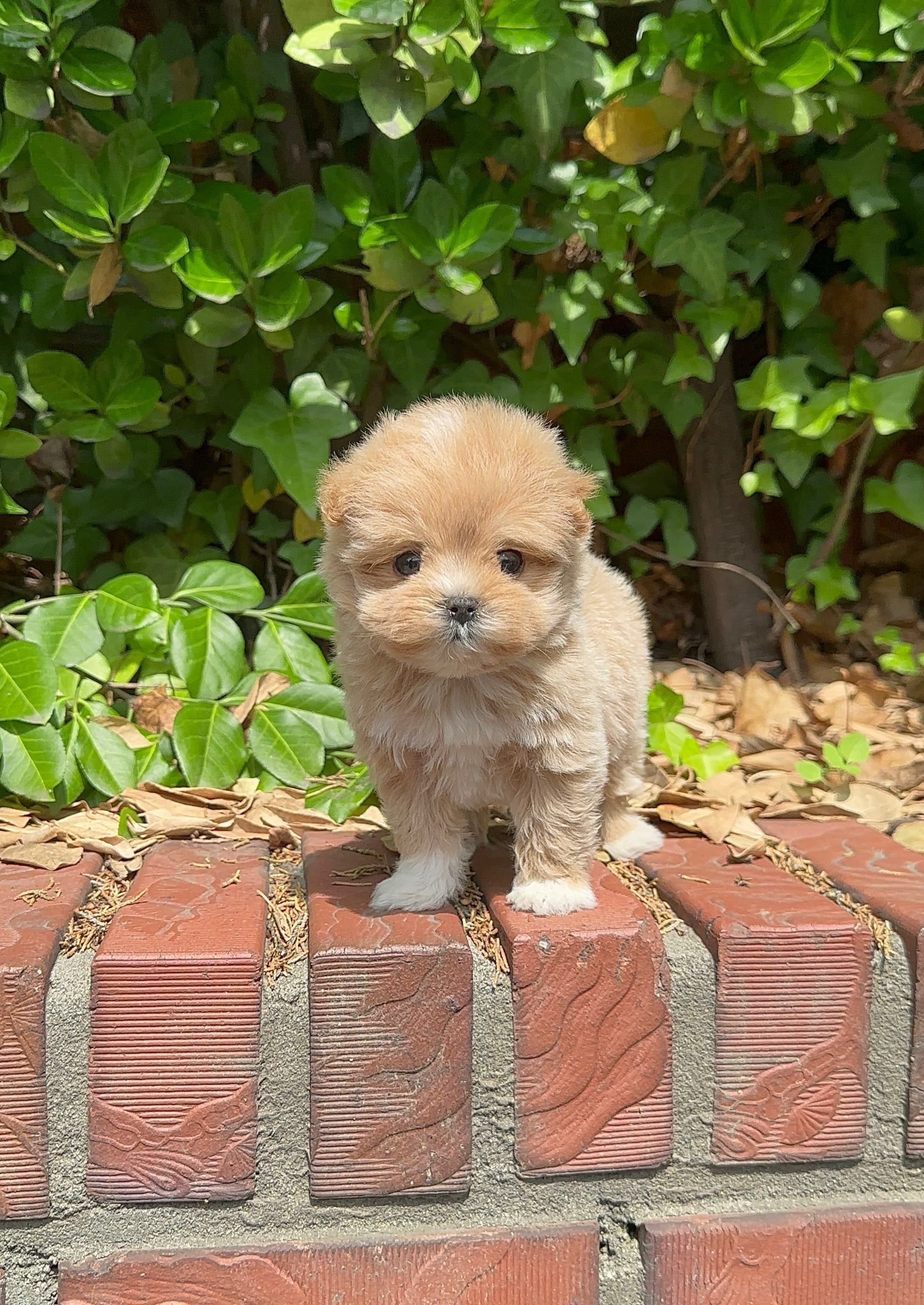 CASHEW - FEMALE (MALTIPOO)