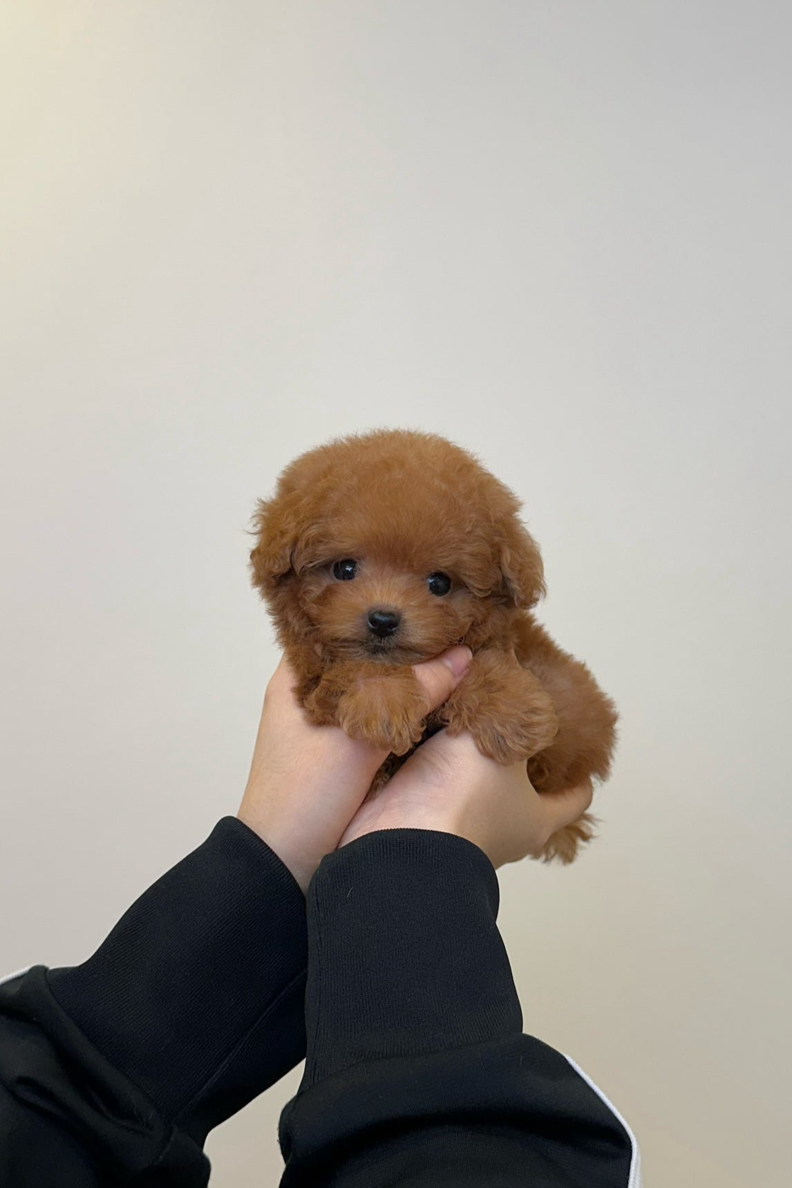 UMJI - FEMALE (TINY POODLE)