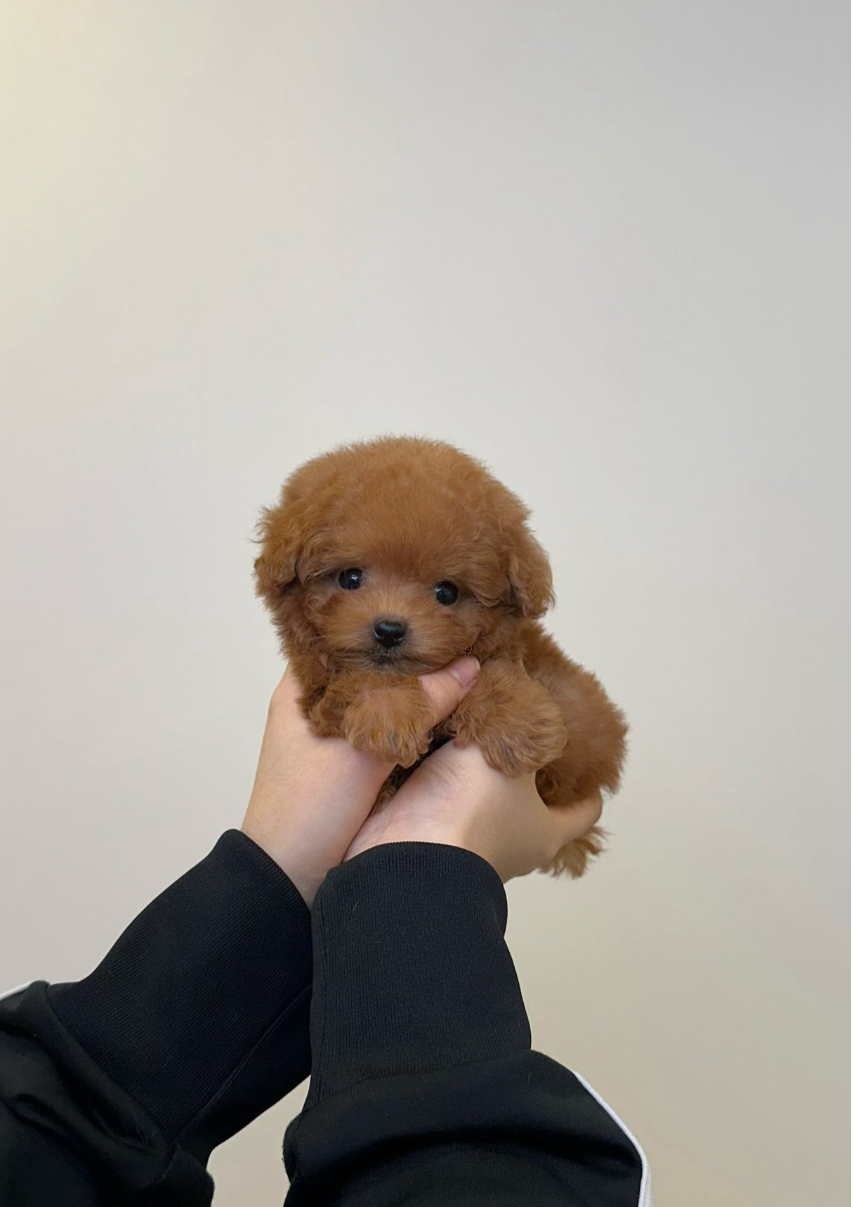 UMJI - FEMALE (TINY POODLE)