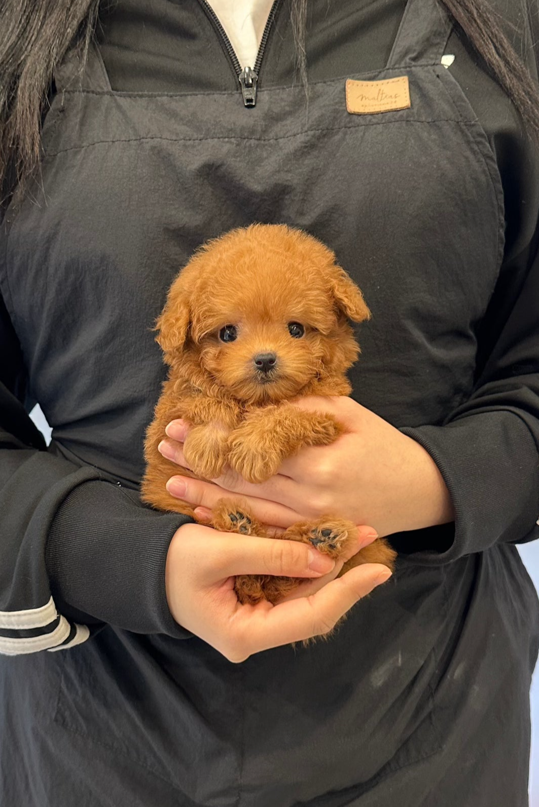 UMJI - FEMALE (TINY POODLE)