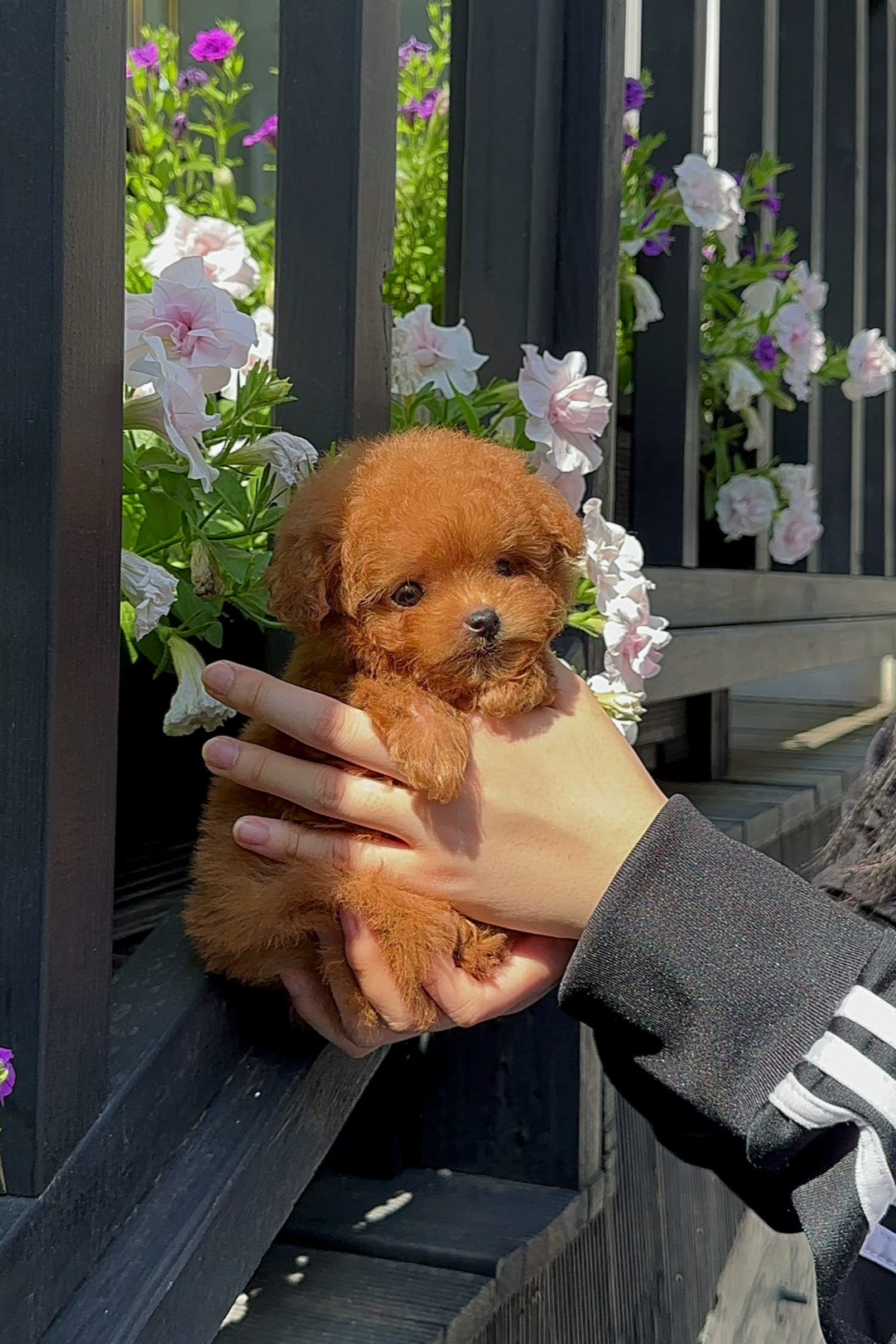 UMJI - FEMALE (TINY POODLE)