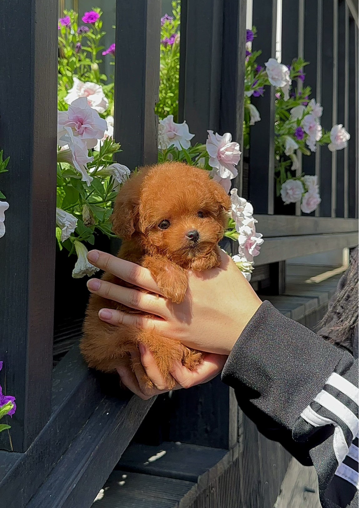 UMJI - FEMALE (TINY POODLE)