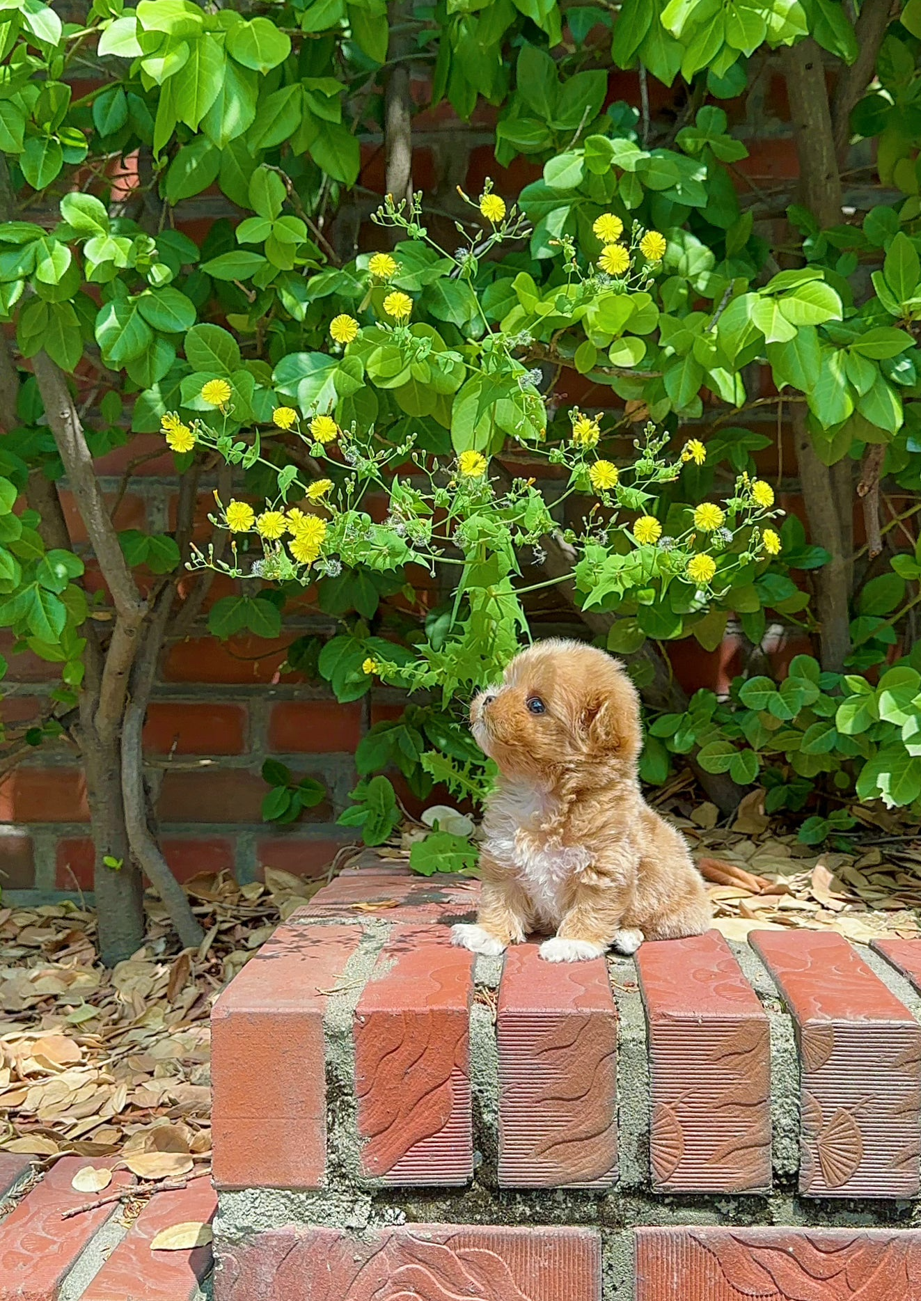 PEANUT - MALE (MALTIPOO)