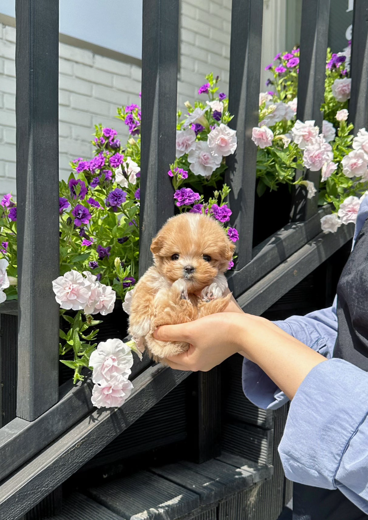 PEANUT - MALE (MALTIPOO)