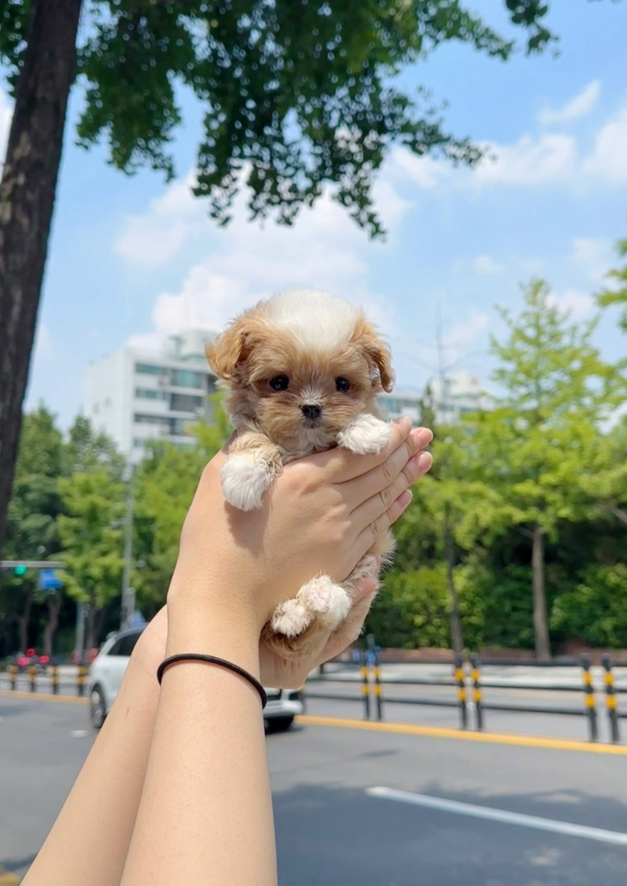 REO - FEMALE (MALTIPOO)