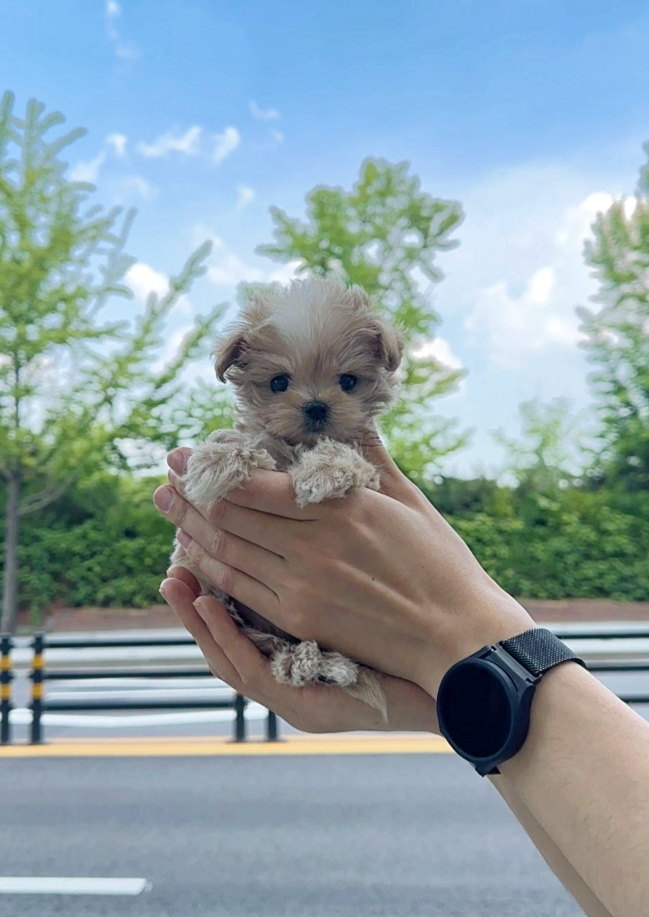 KIKI - MALE (MALTIPOO)