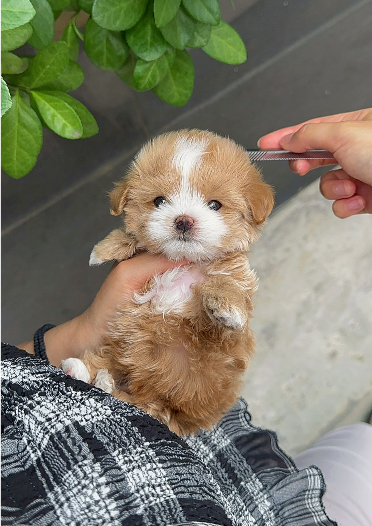 SUN - MALE (MALTIPOO)