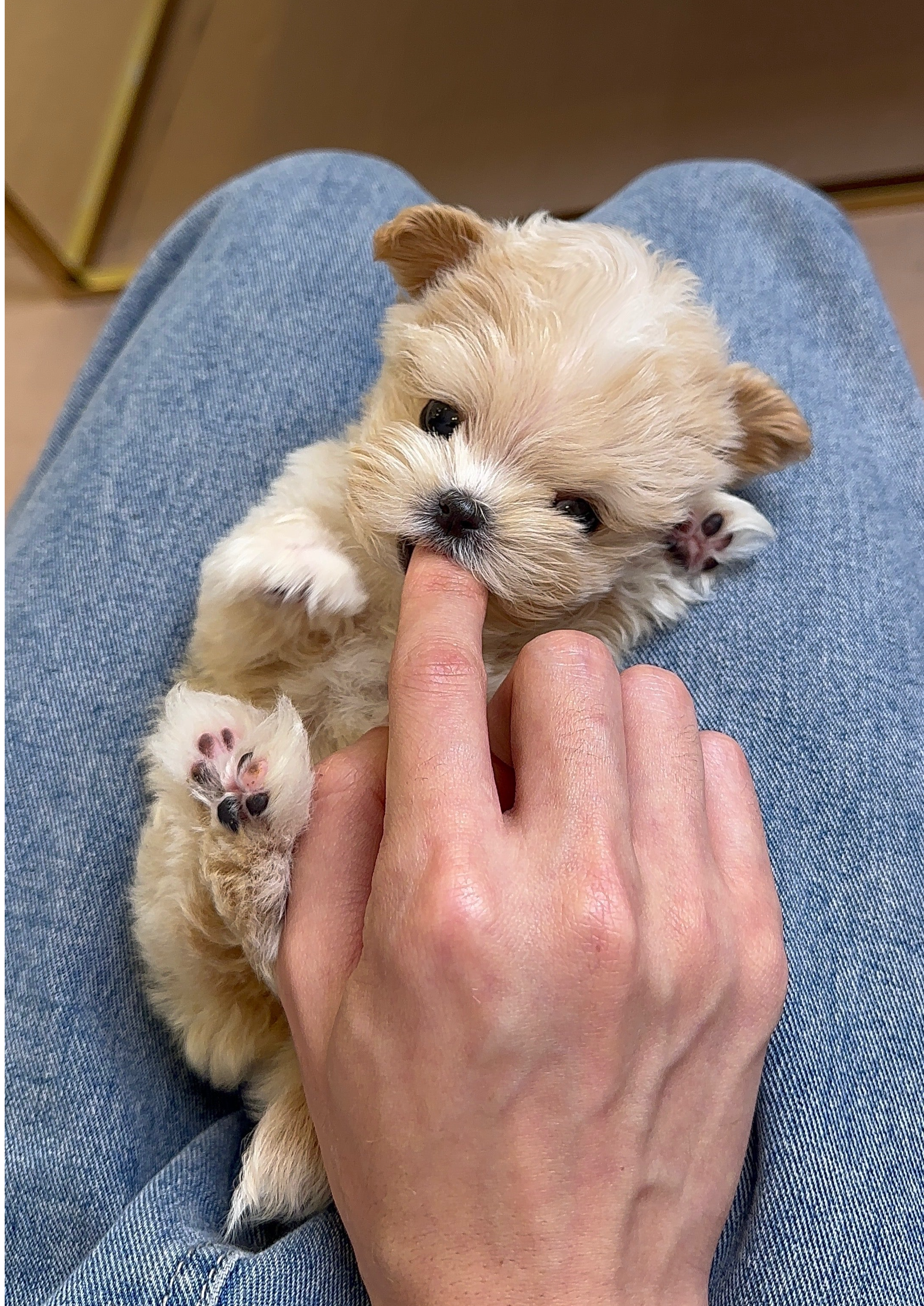 PIE - FEMALE (MALTIPOO)