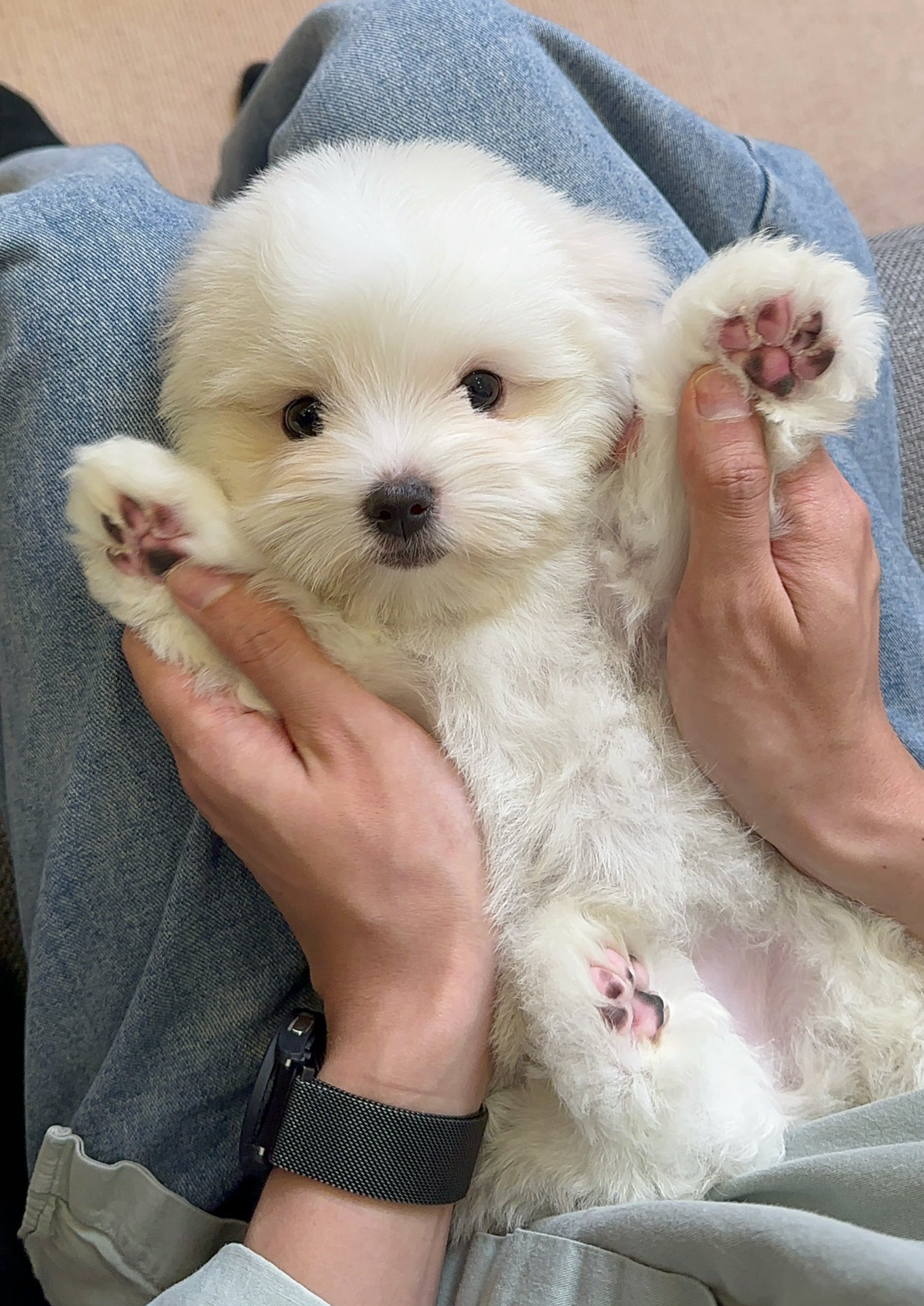 DANTE - MALE (COTON DE TULEAR)