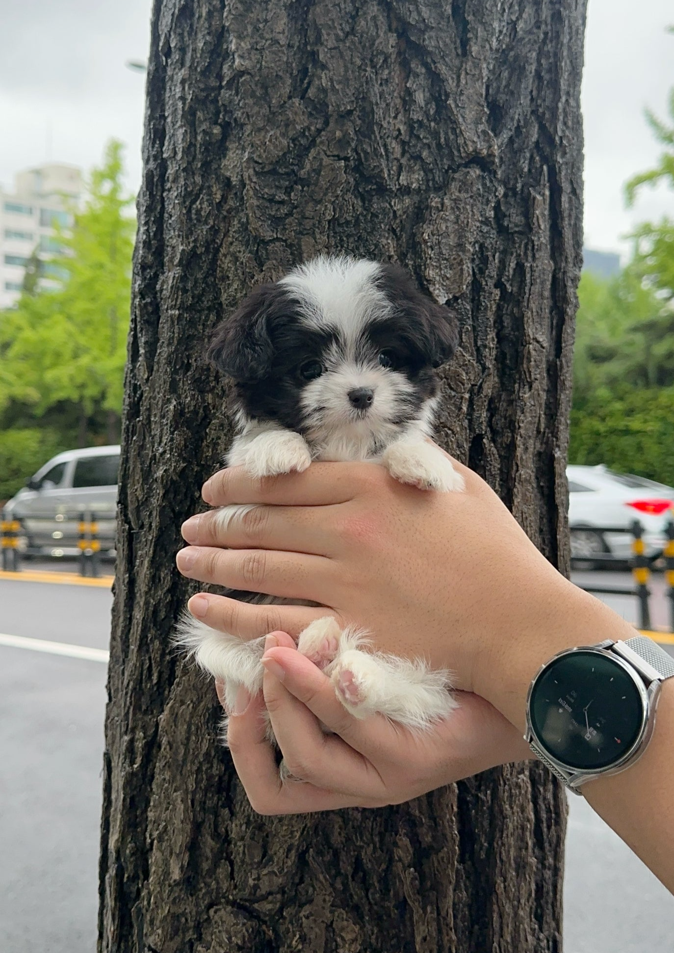 FLURRY - MALE (MALTIPOO)