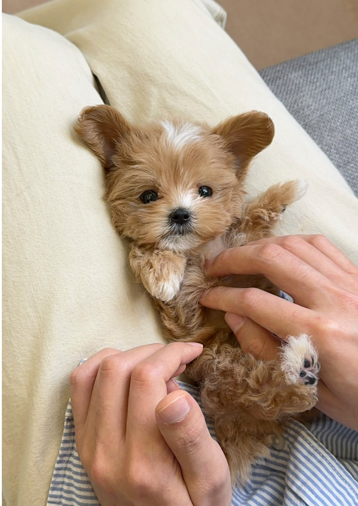 GENIE - MALE (MALTIPOO)