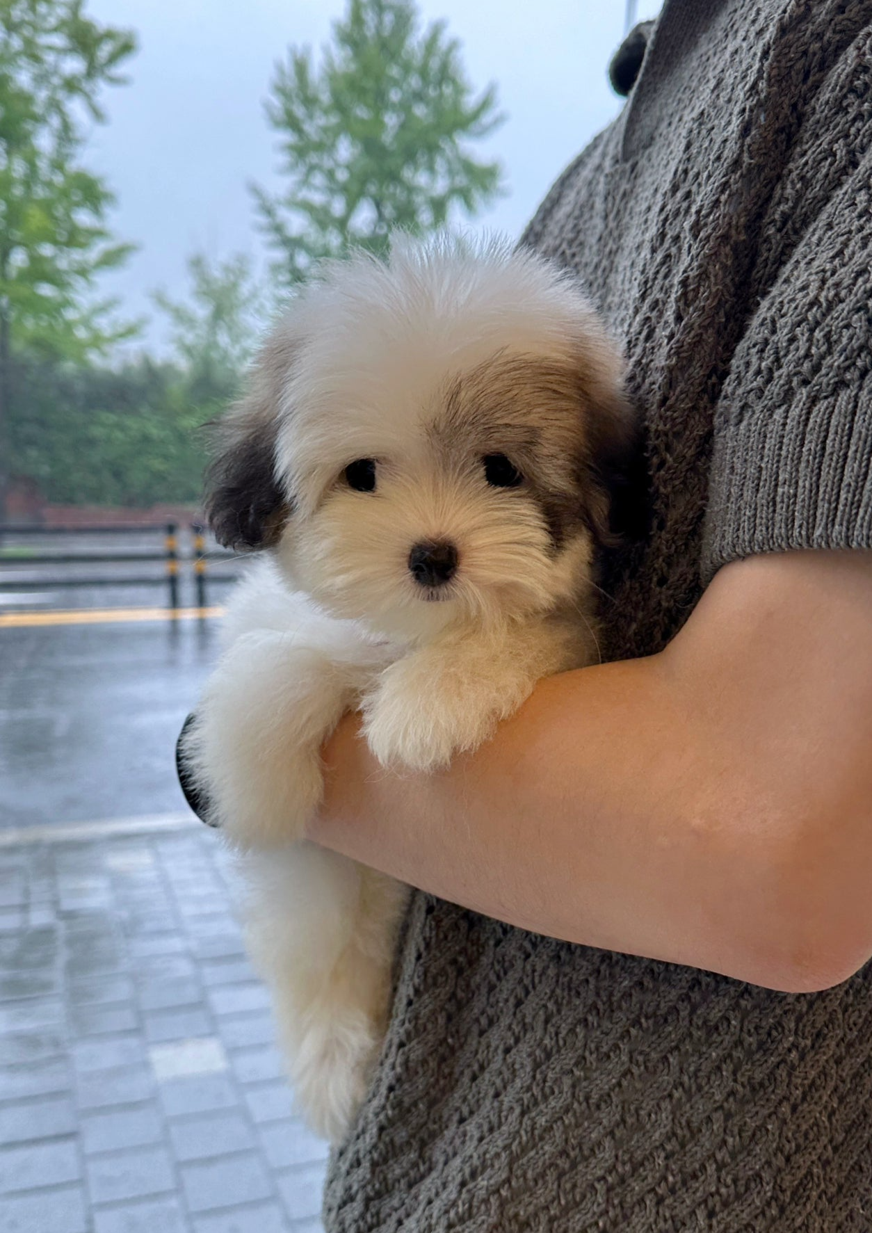 CARAMEL - FEMALE (COTON DE TULEAR)