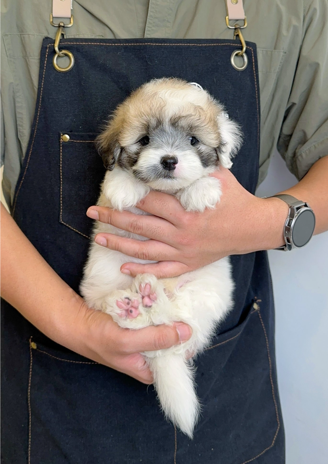 LIGHT - MALE (COTON DE TULEAR)