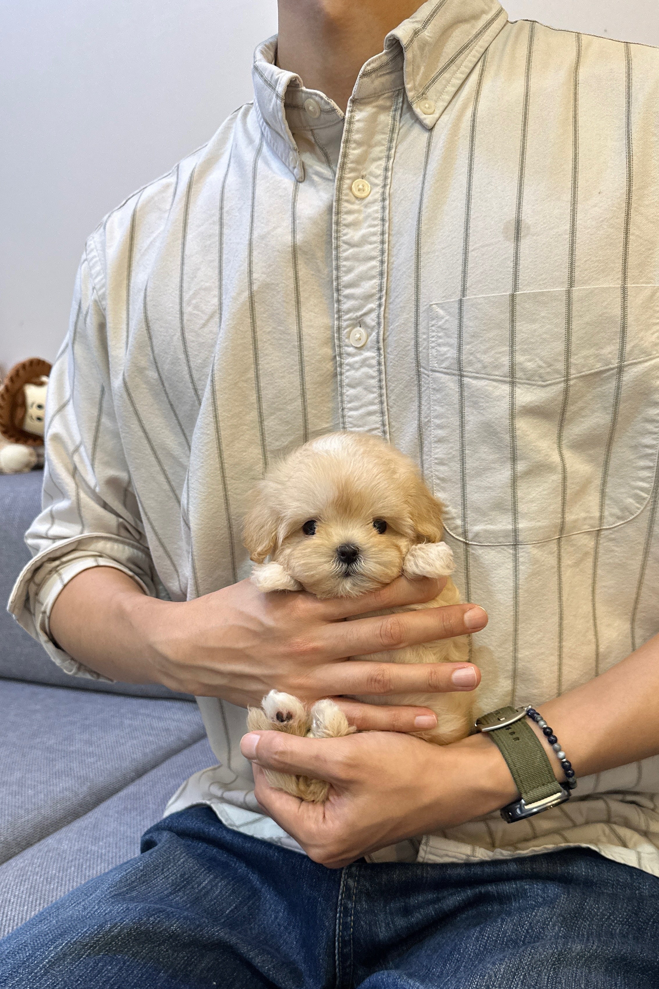 SORI - FEMALE (MALTIPOO)
