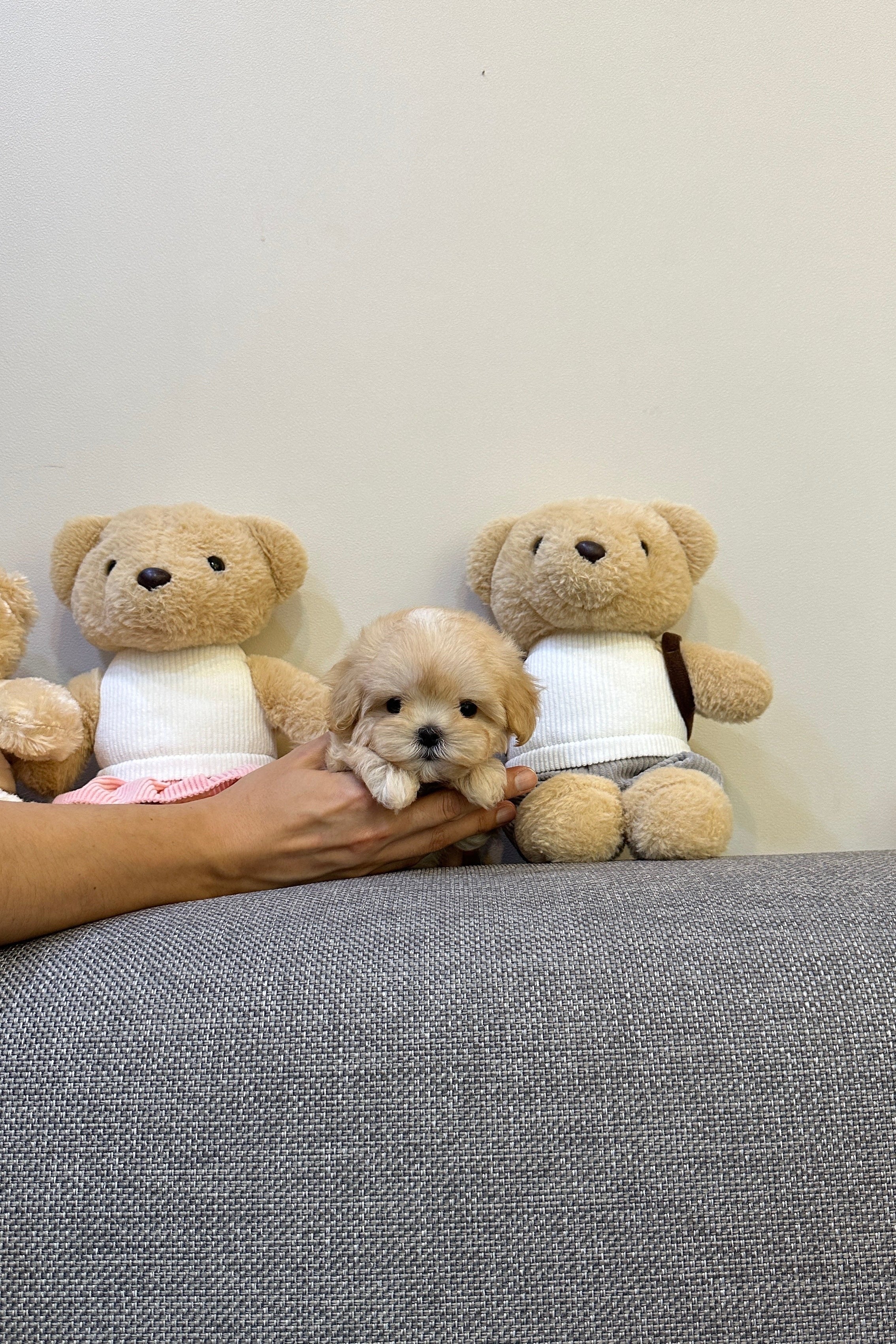 SORI - FEMALE (MALTIPOO)
