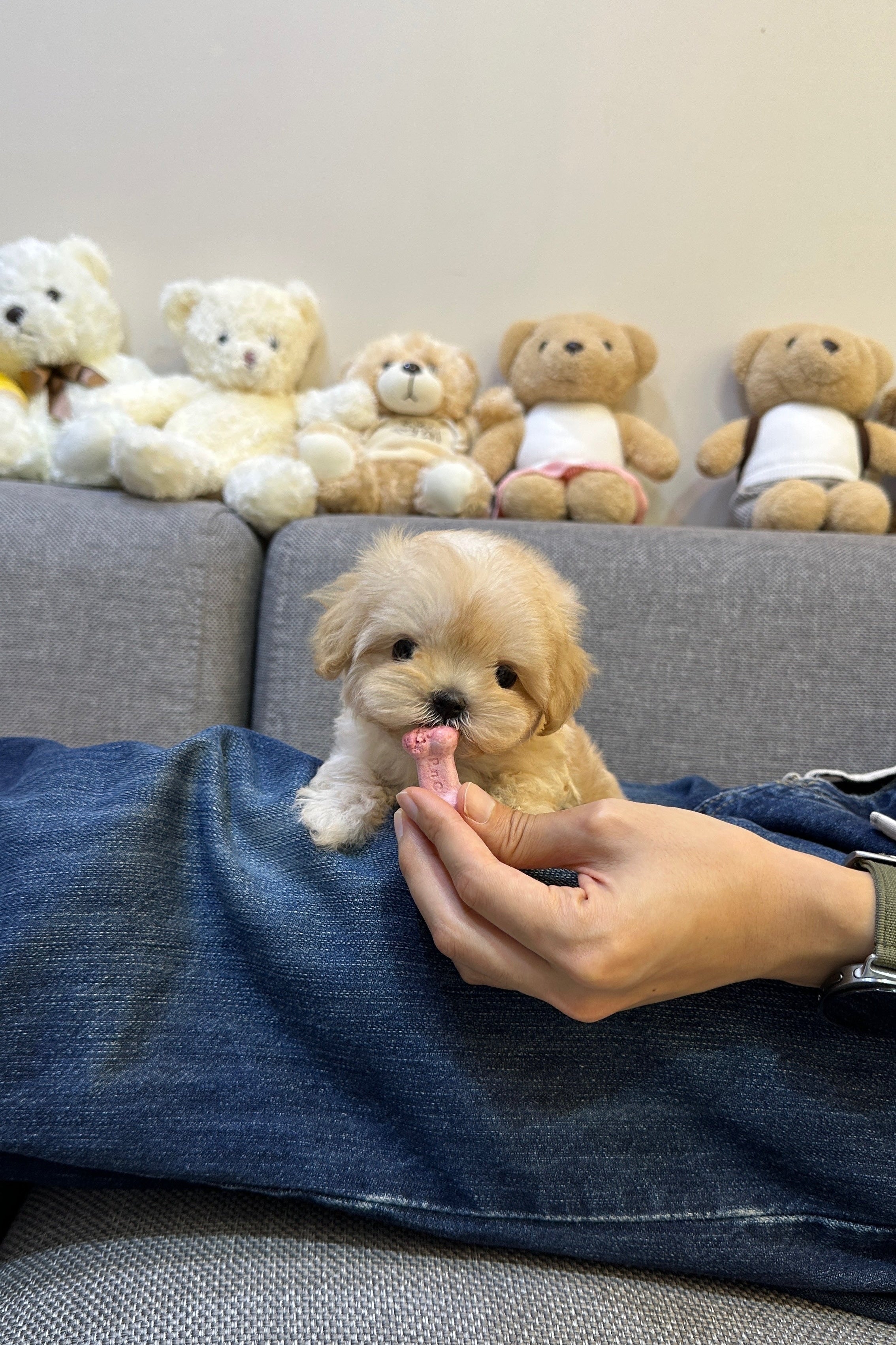 SORI - FEMALE (MALTIPOO)