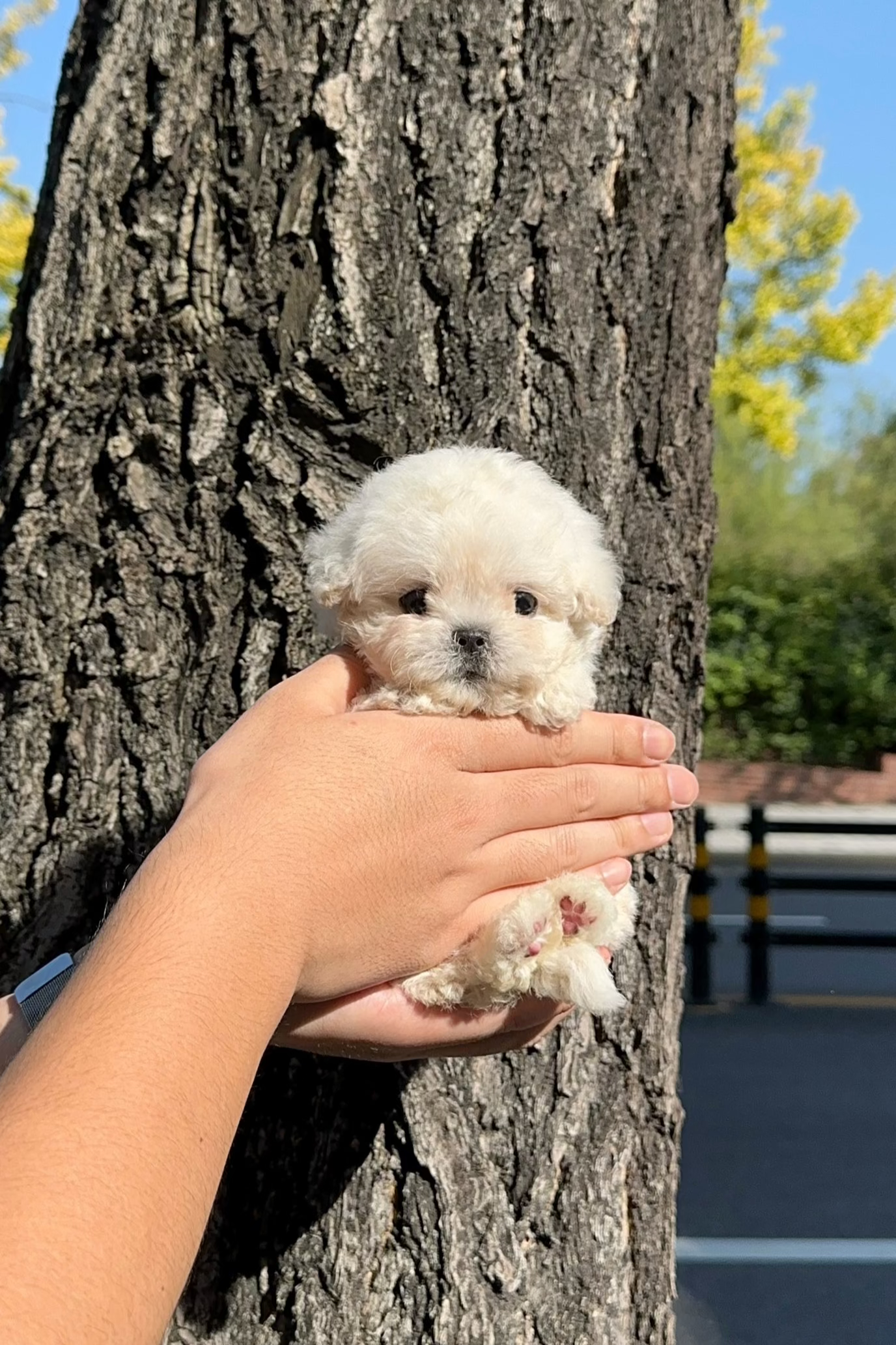 PHOSIL - MALE (BICHON FRISE)