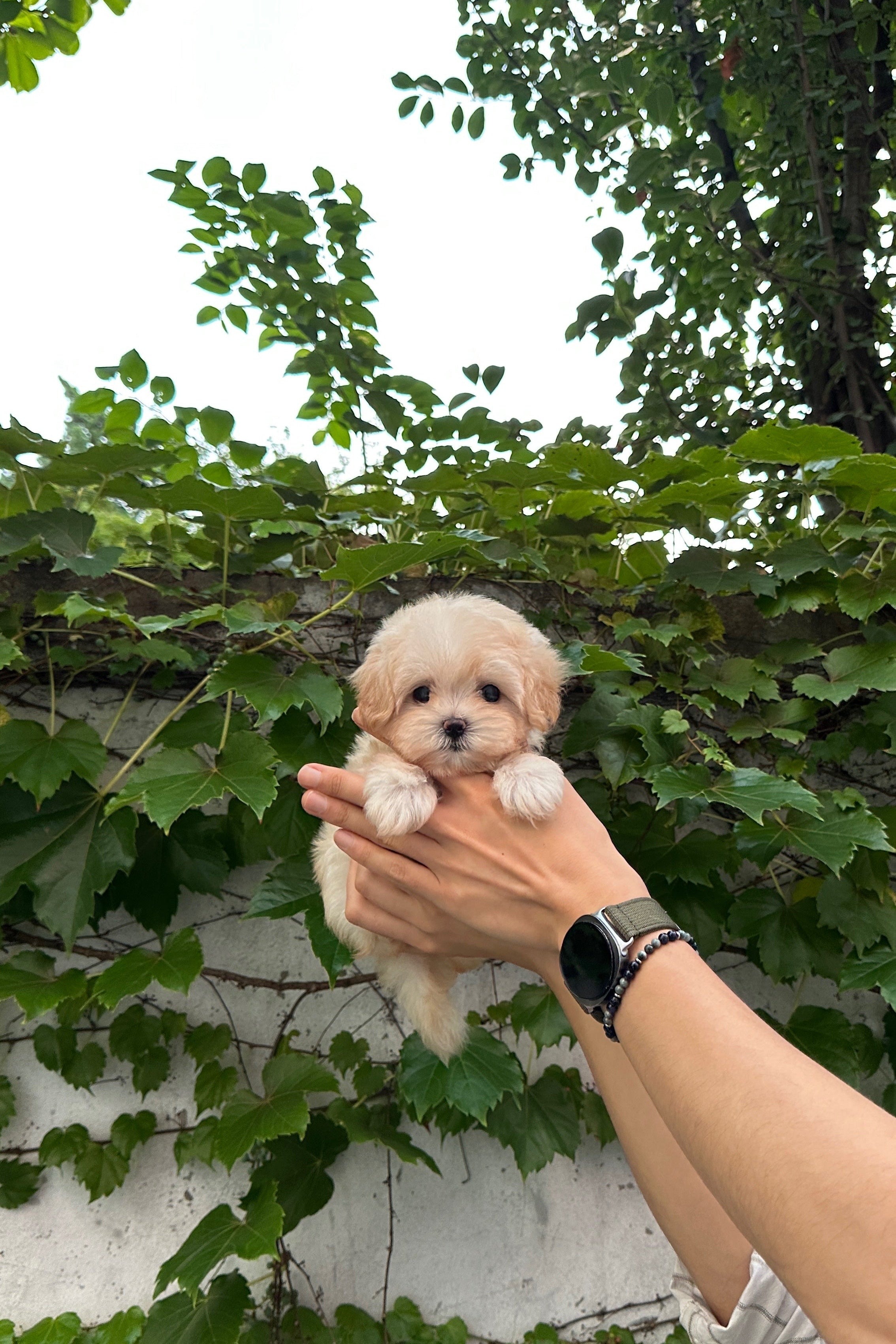 ARI - FEMALE (MALTIPOO)