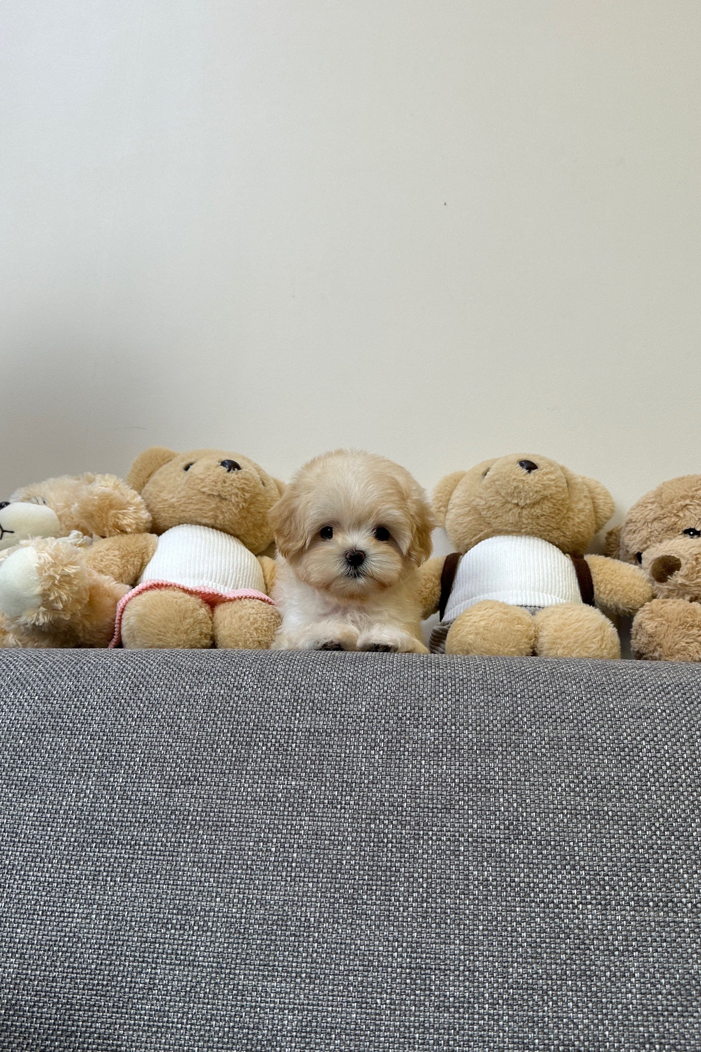 ARI - FEMALE (MALTIPOO)