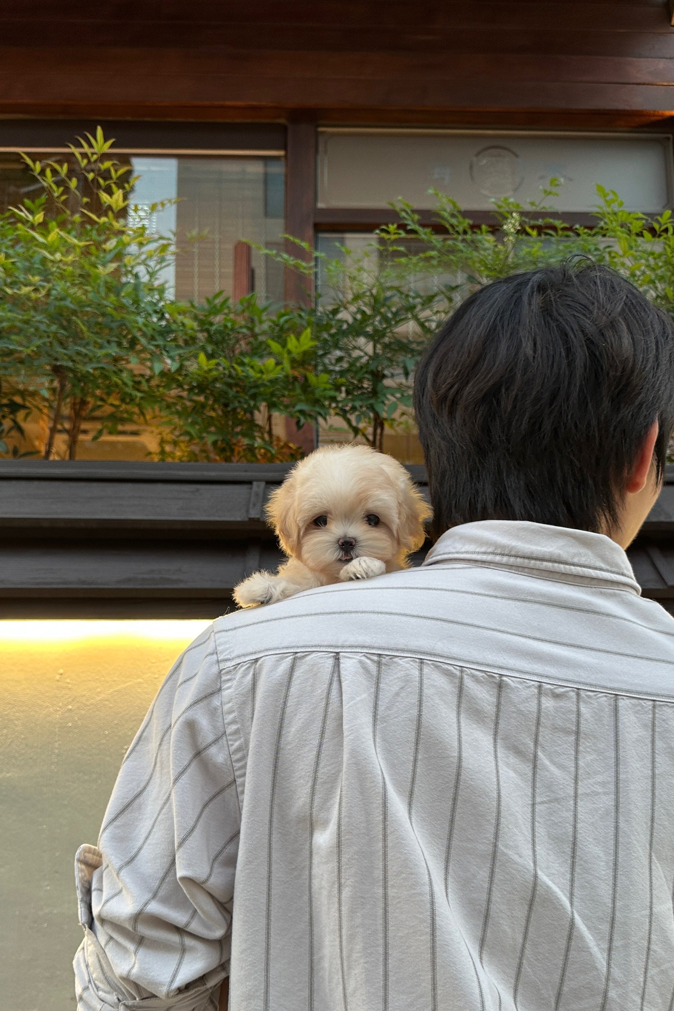 ARI - FEMALE (MALTIPOO)