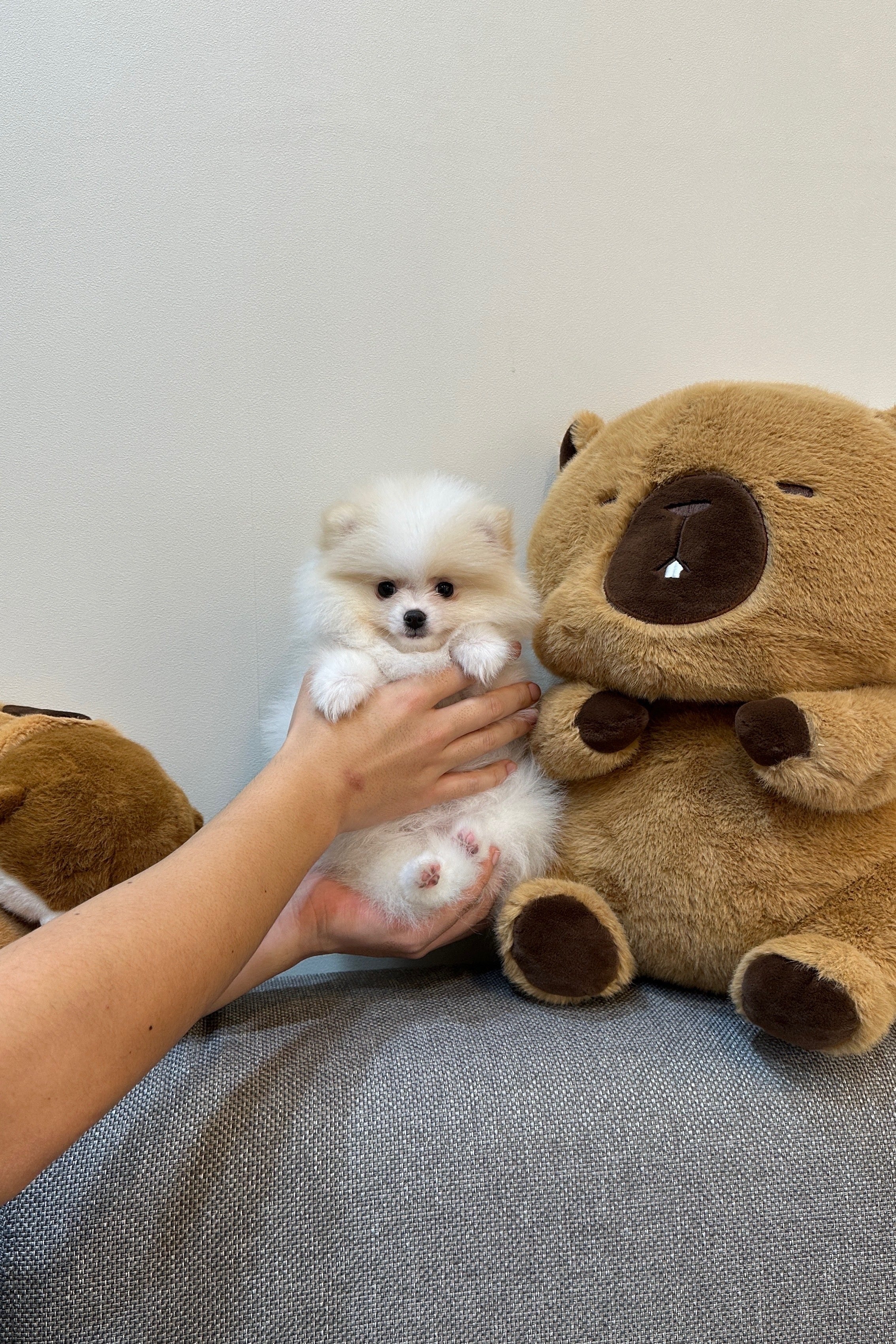 DUZI - FEMALE (POMERANIAN)