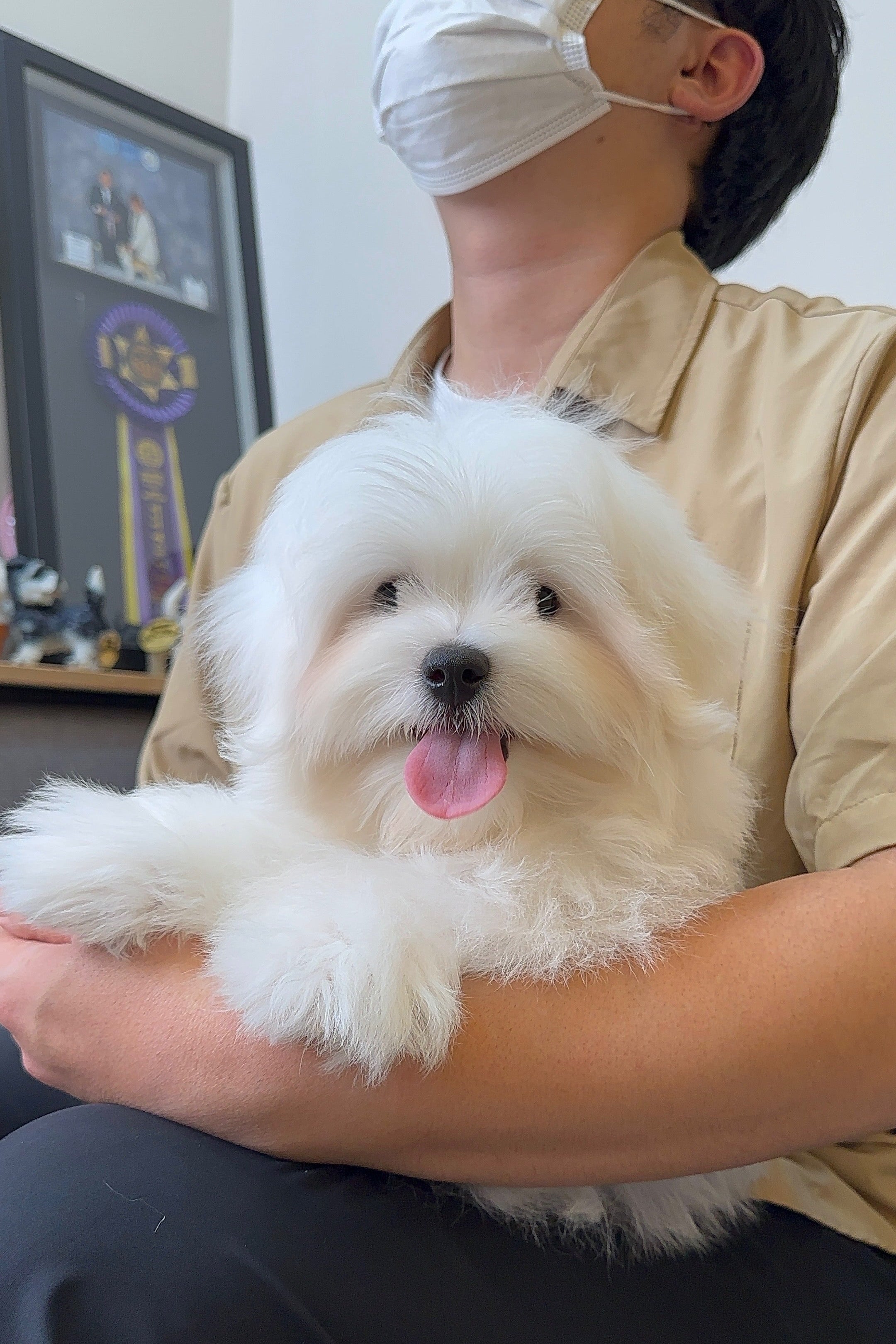 MESSI - MALE (COTON DE TULEAR)