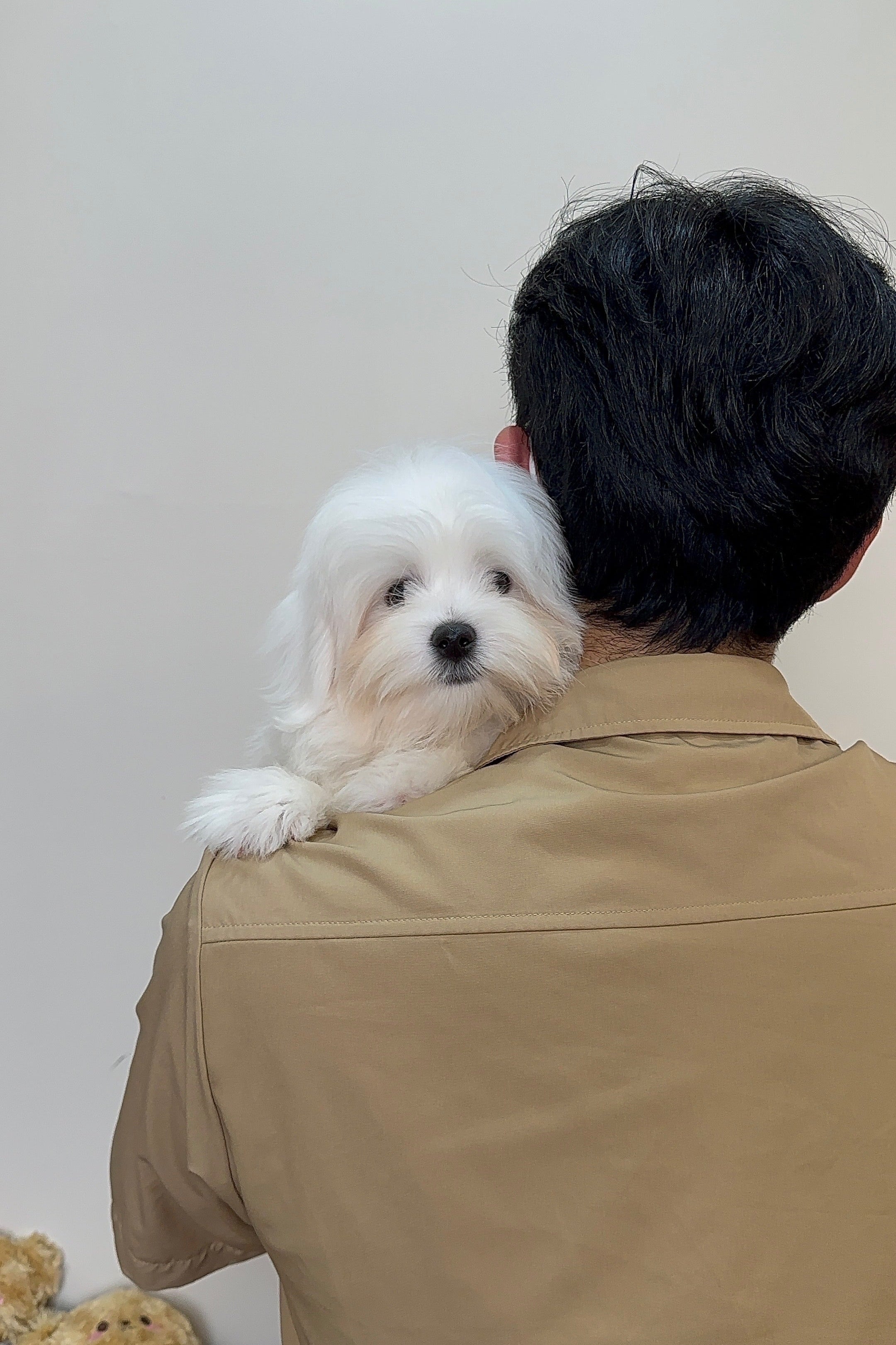 MESSI - MALE (COTON DE TULEAR)