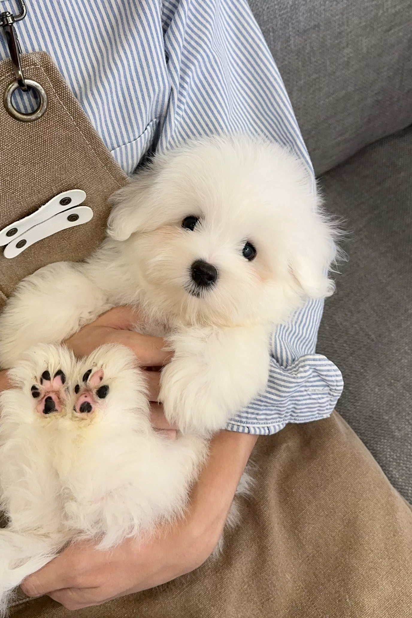 MASI - MALE (COTON DE TULEAR)