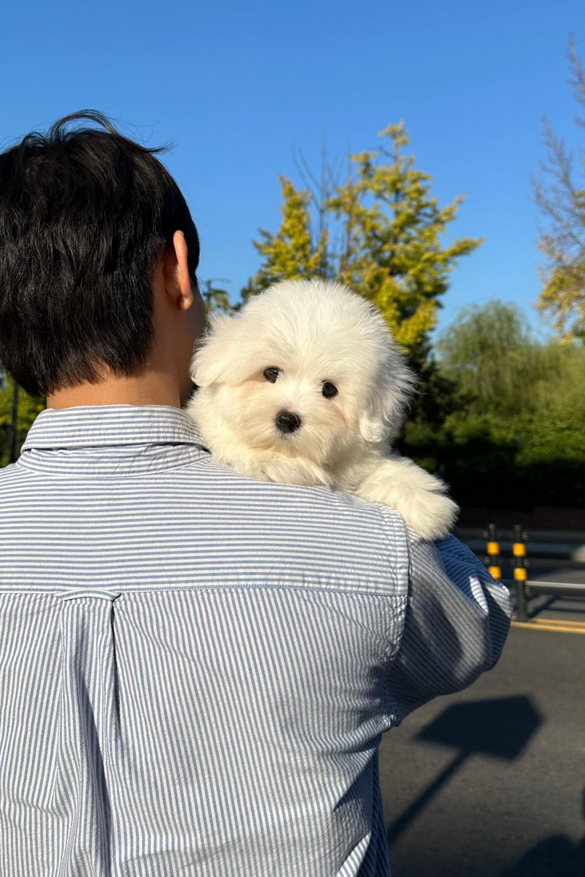 MASI - MALE (COTON DE TULEAR)