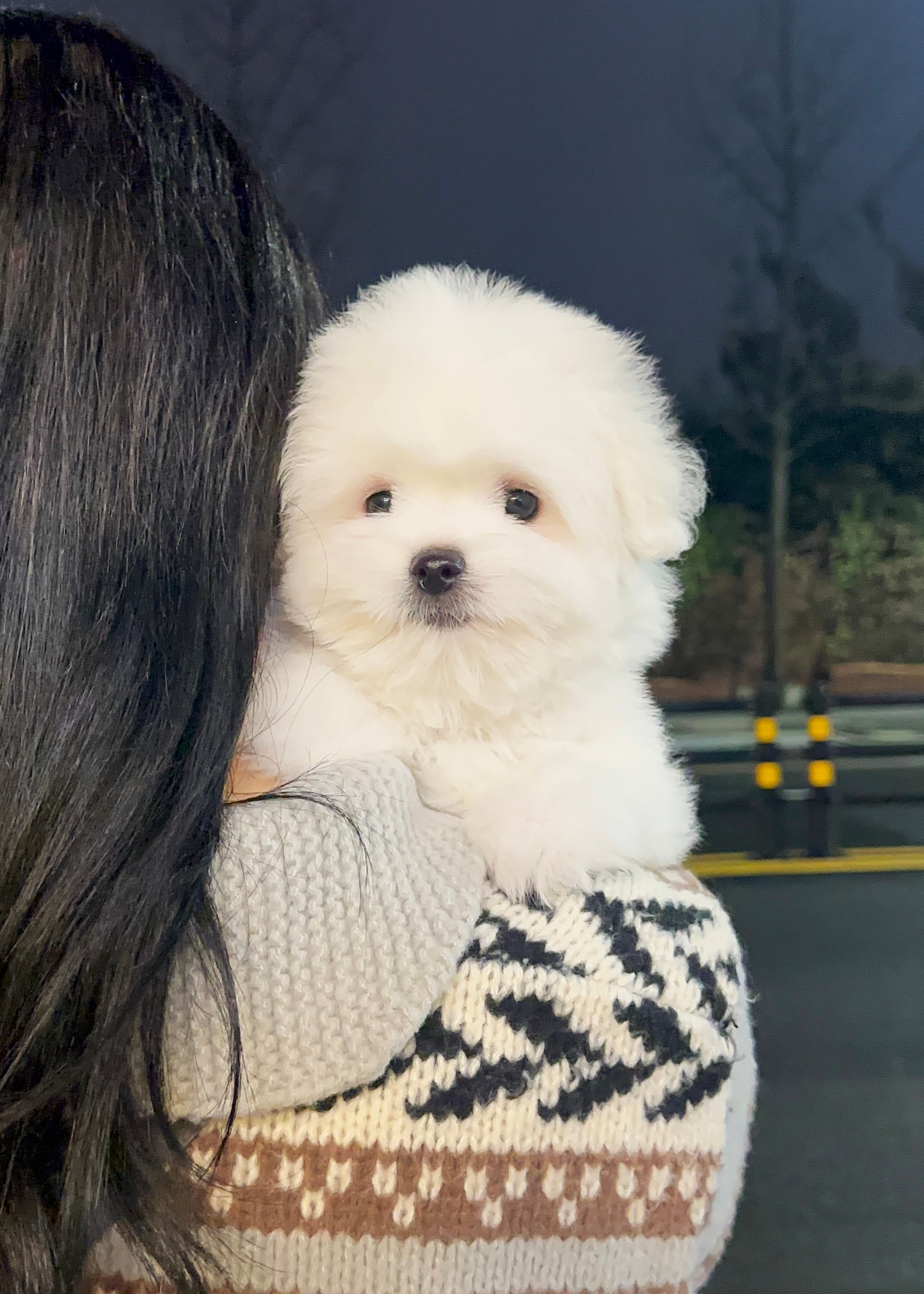 DOUGLAS - MALE (COTON DE TULEAR)